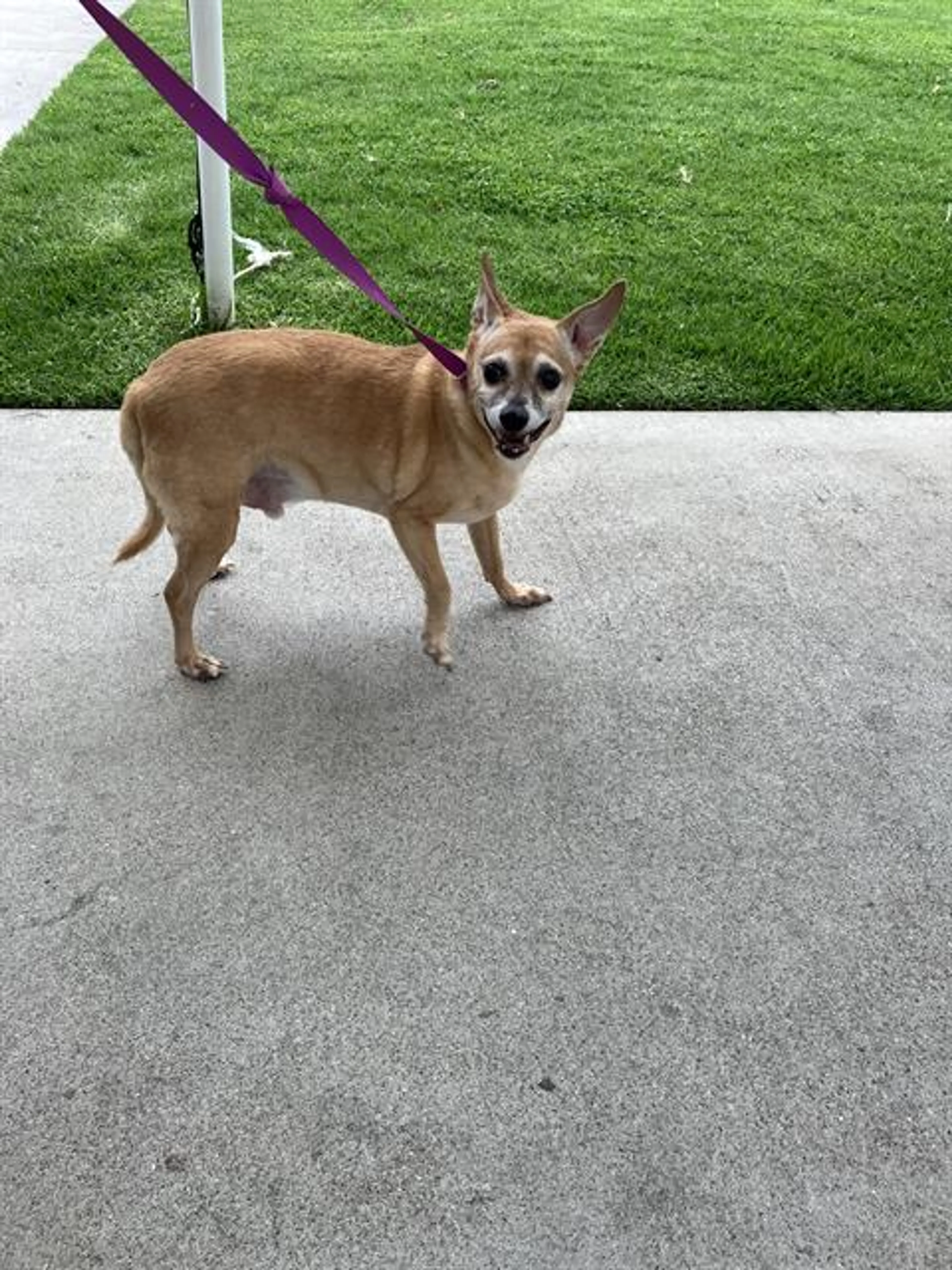 Found pet