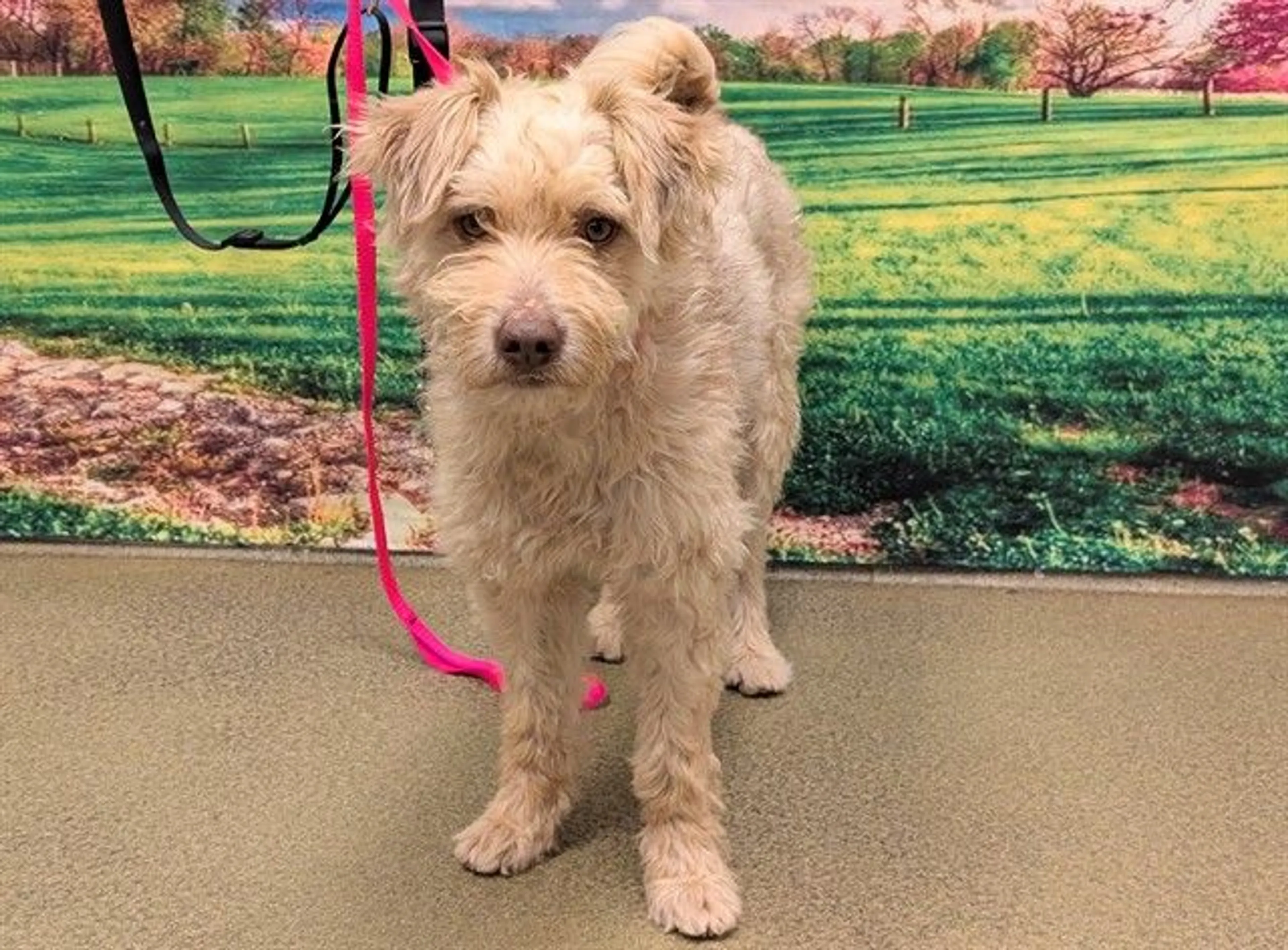 Found pet