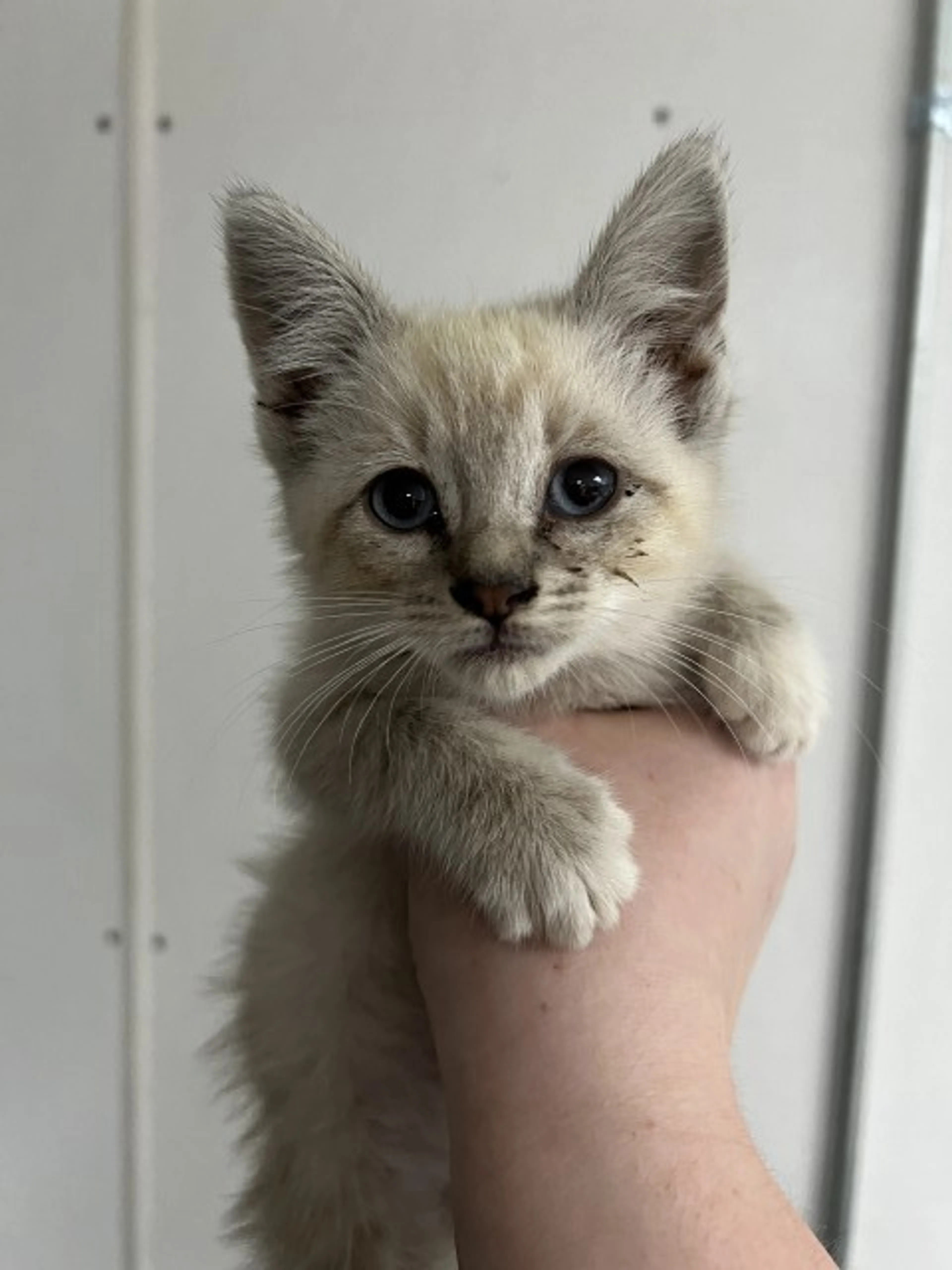 Found pet