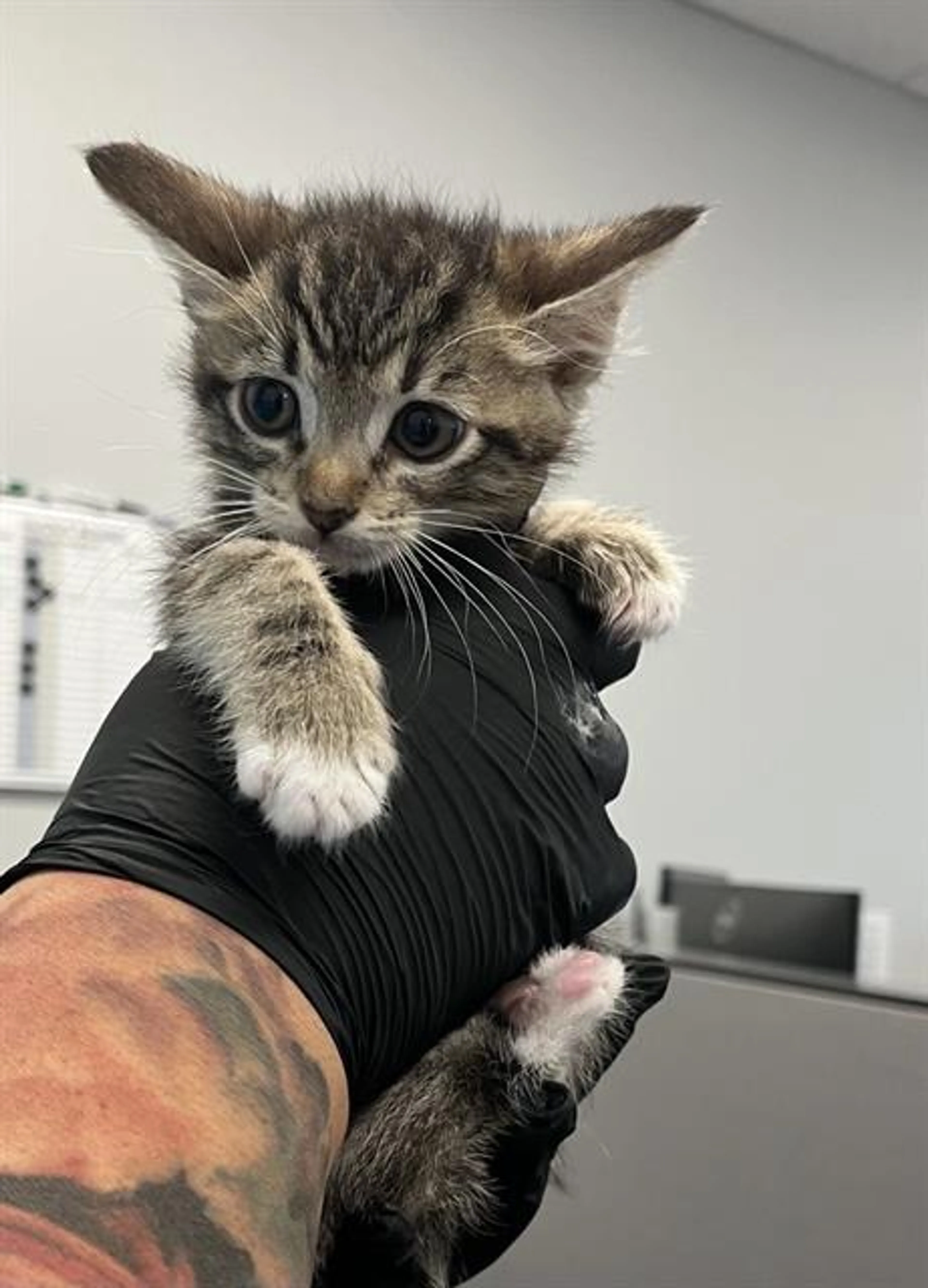 Found pet