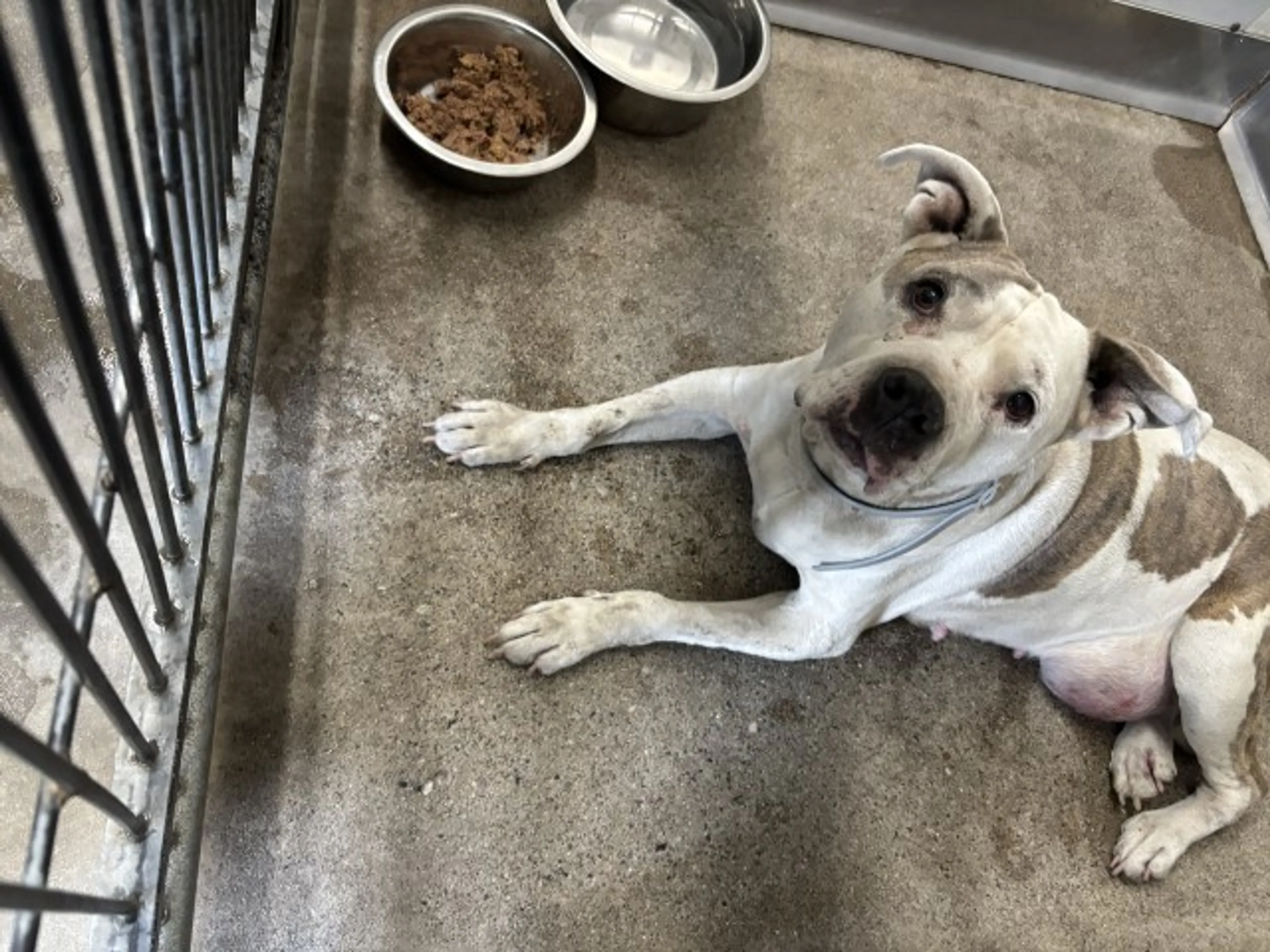Found pet