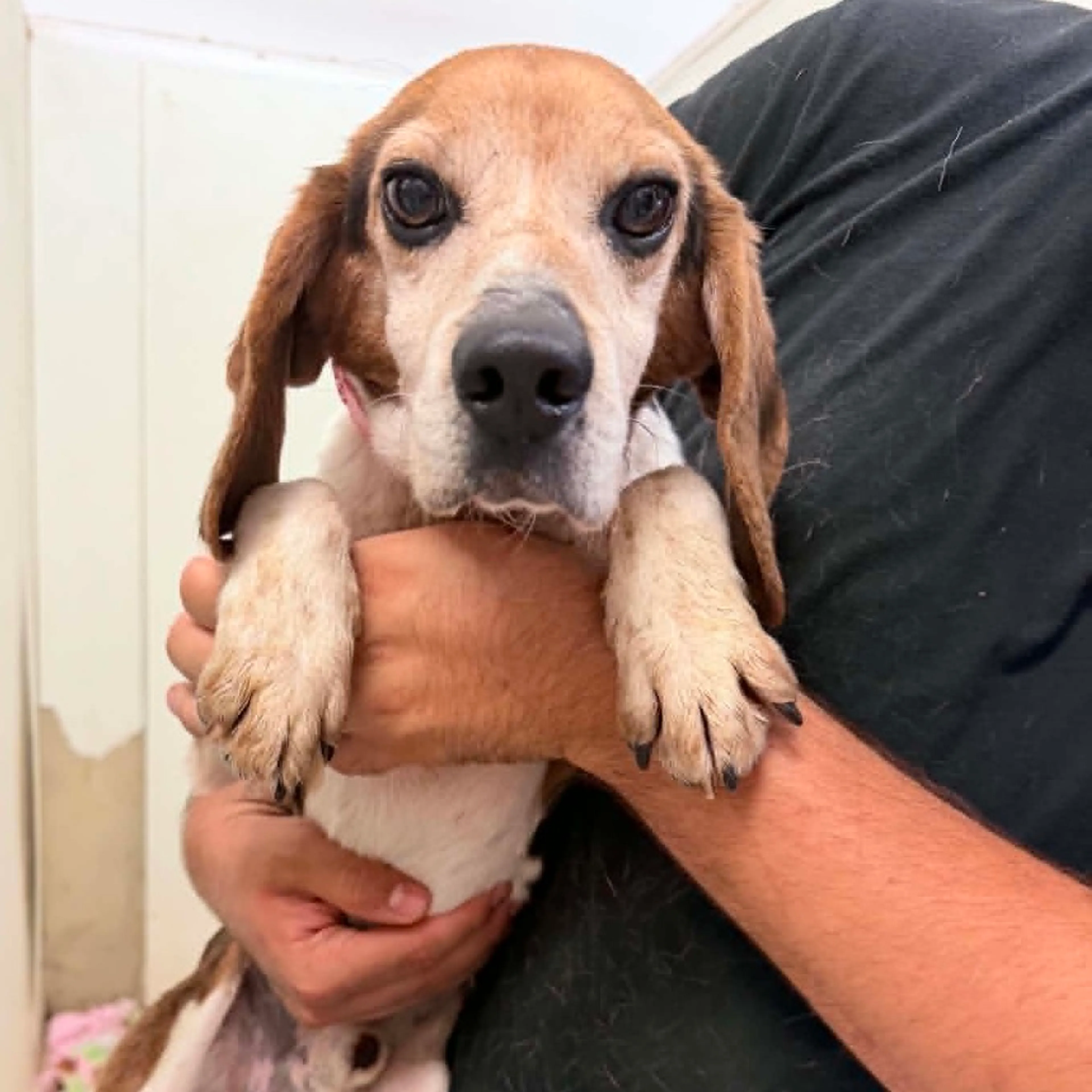 Found pet