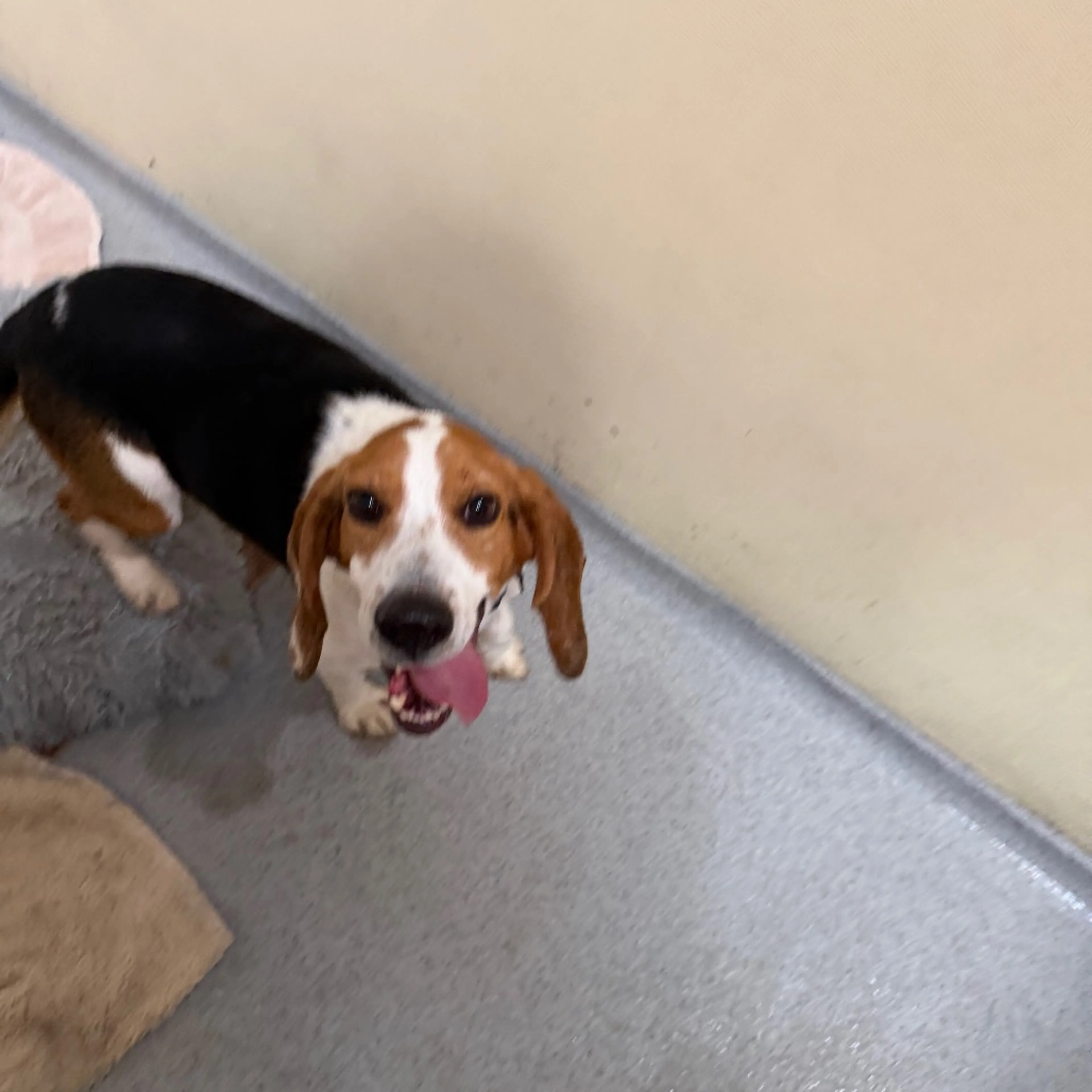 Found pet-1