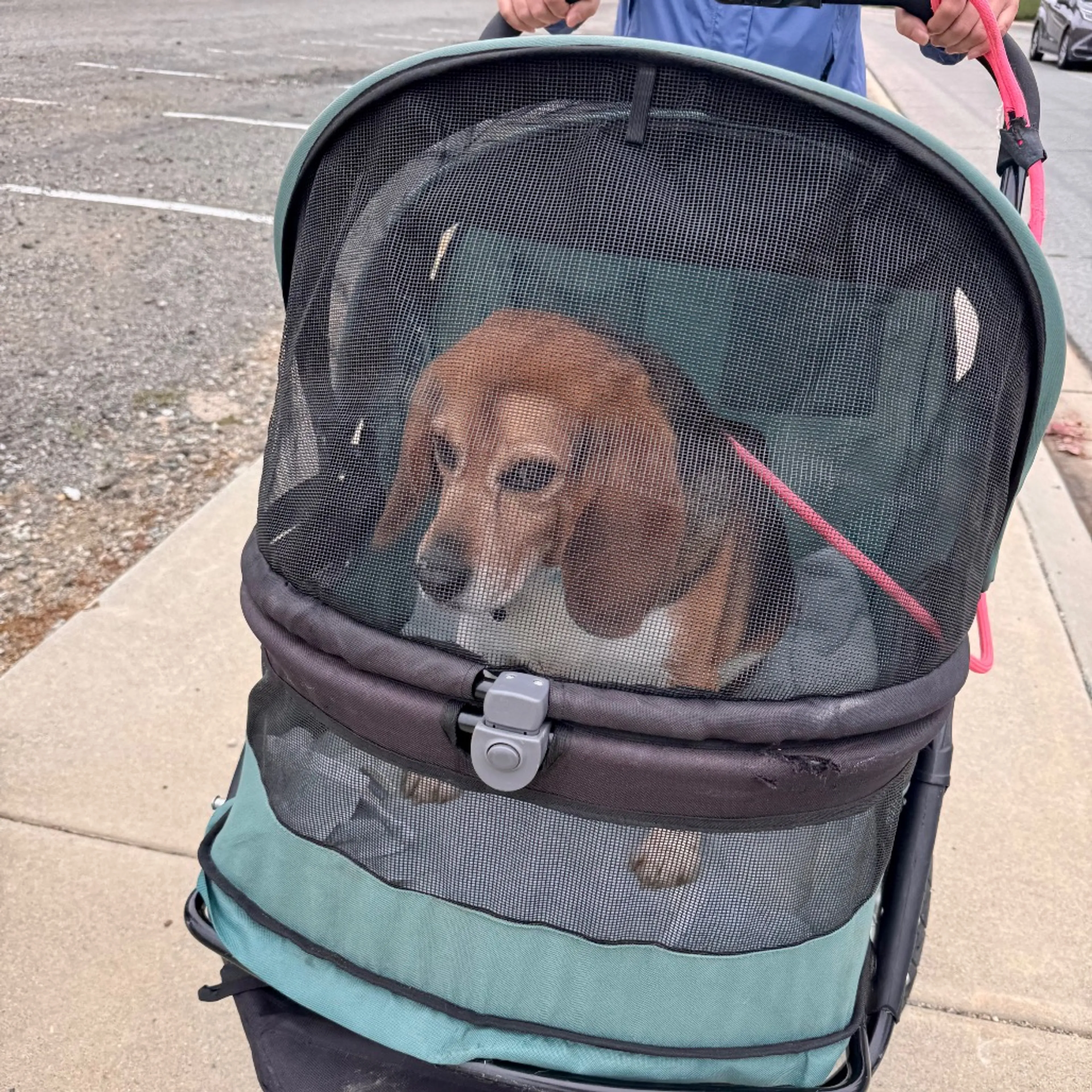 Found pet-1