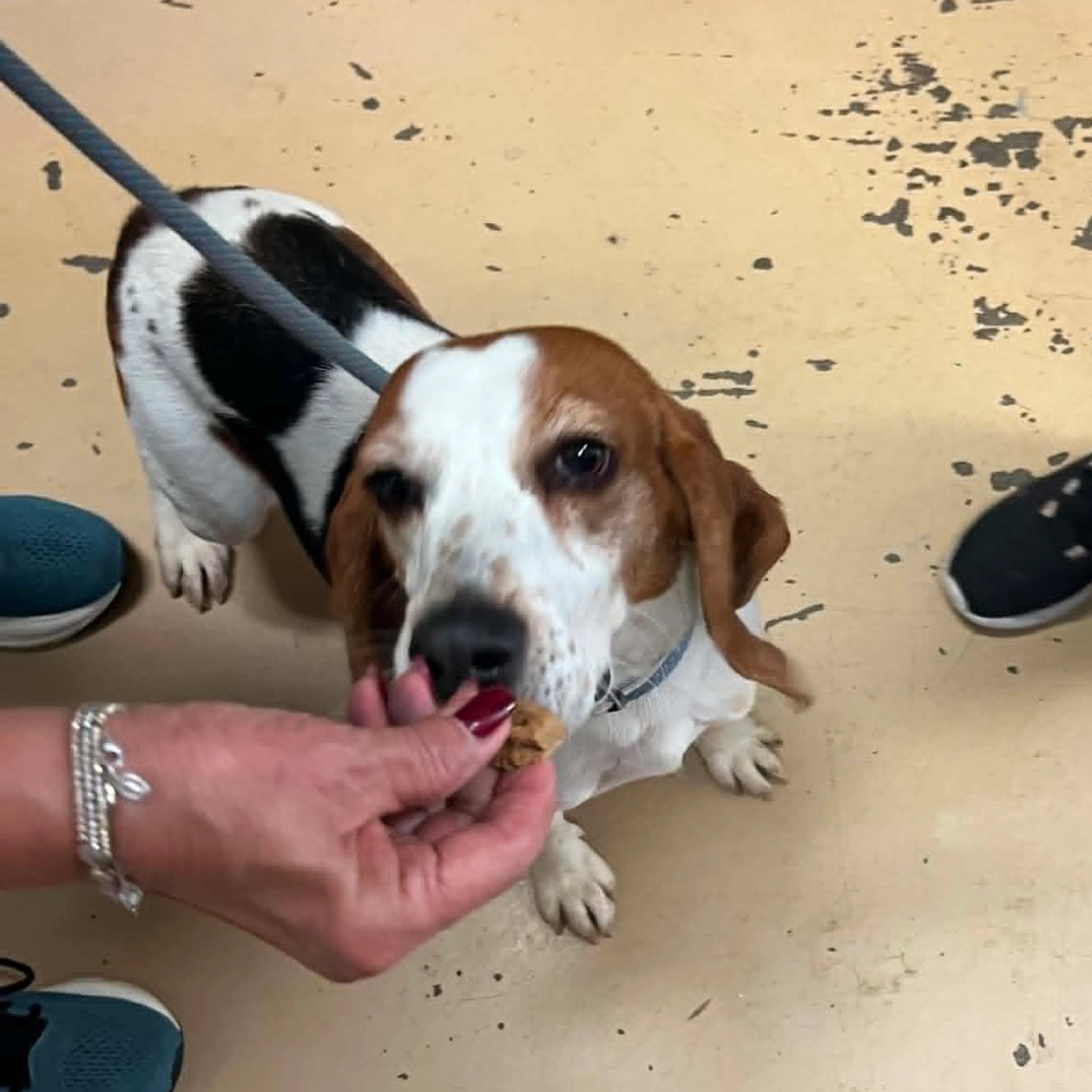 Found pet