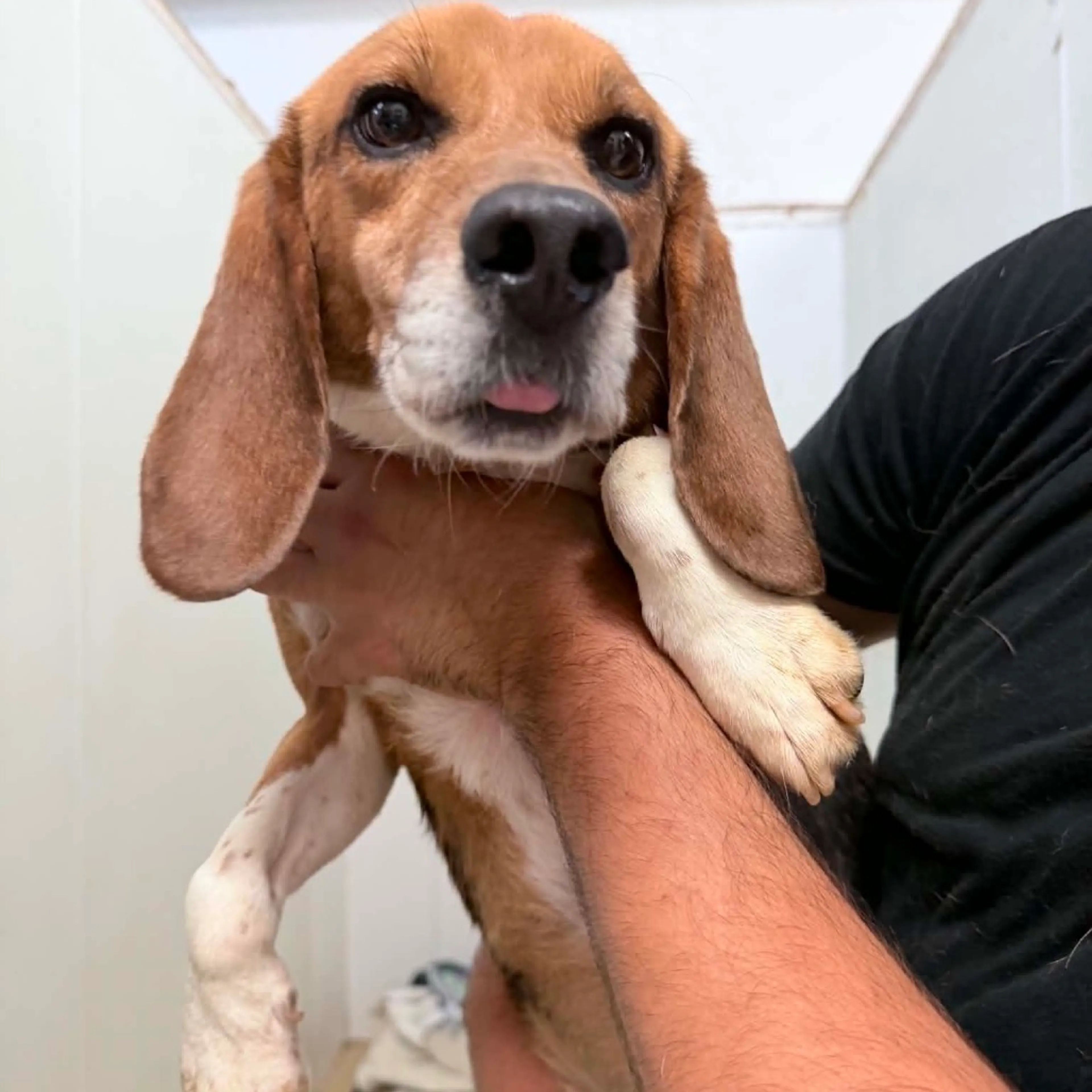 Found pet