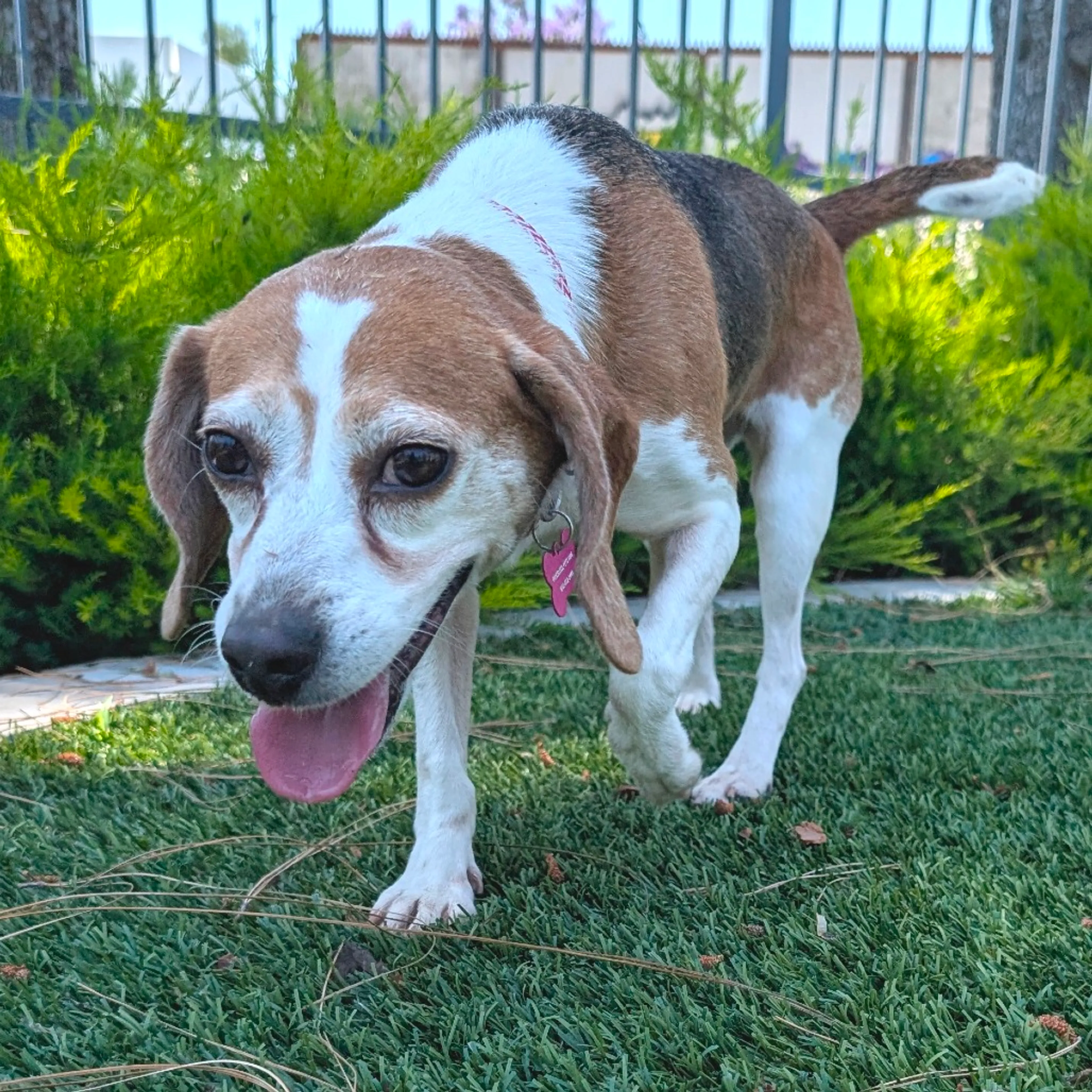 Found pet-6