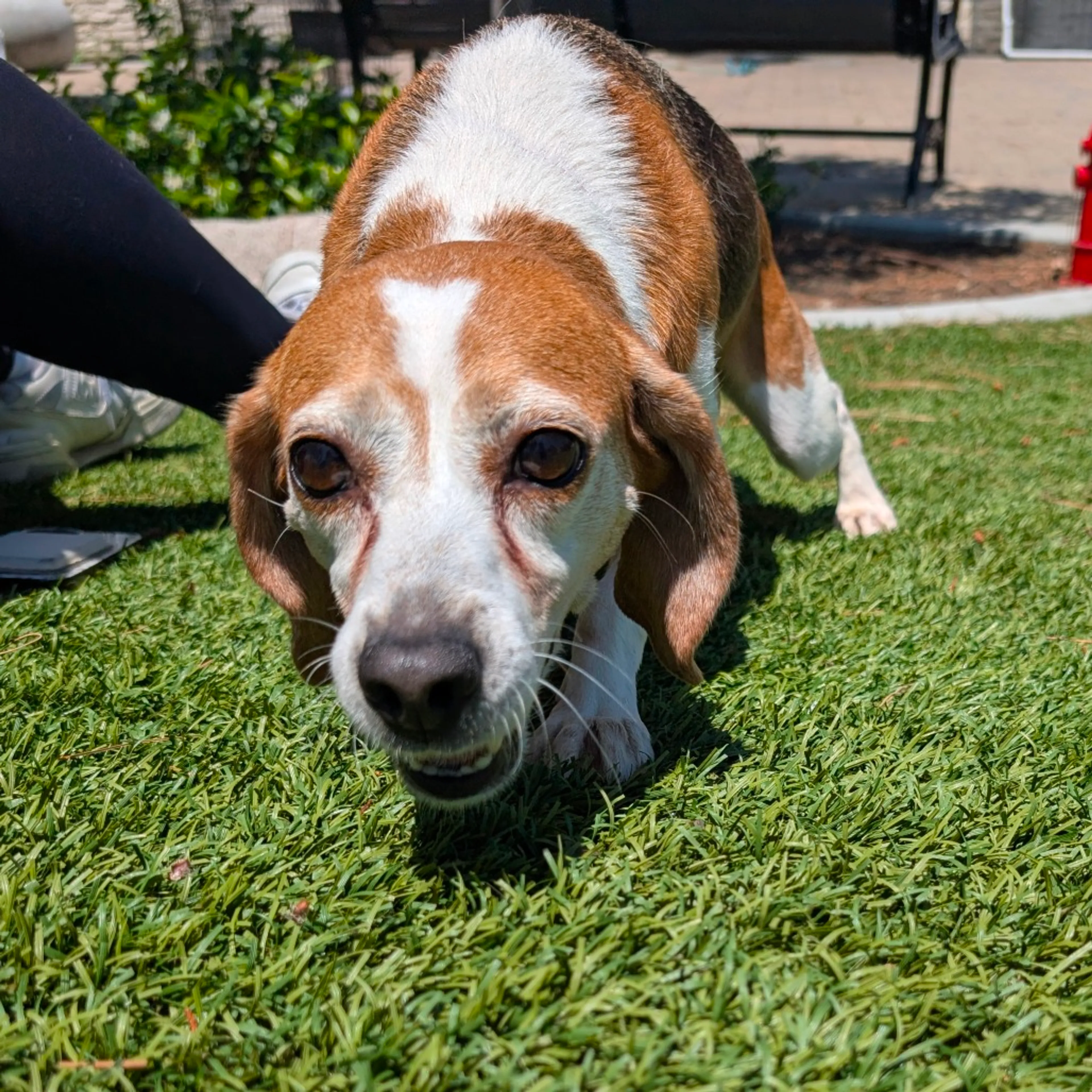Found pet-9