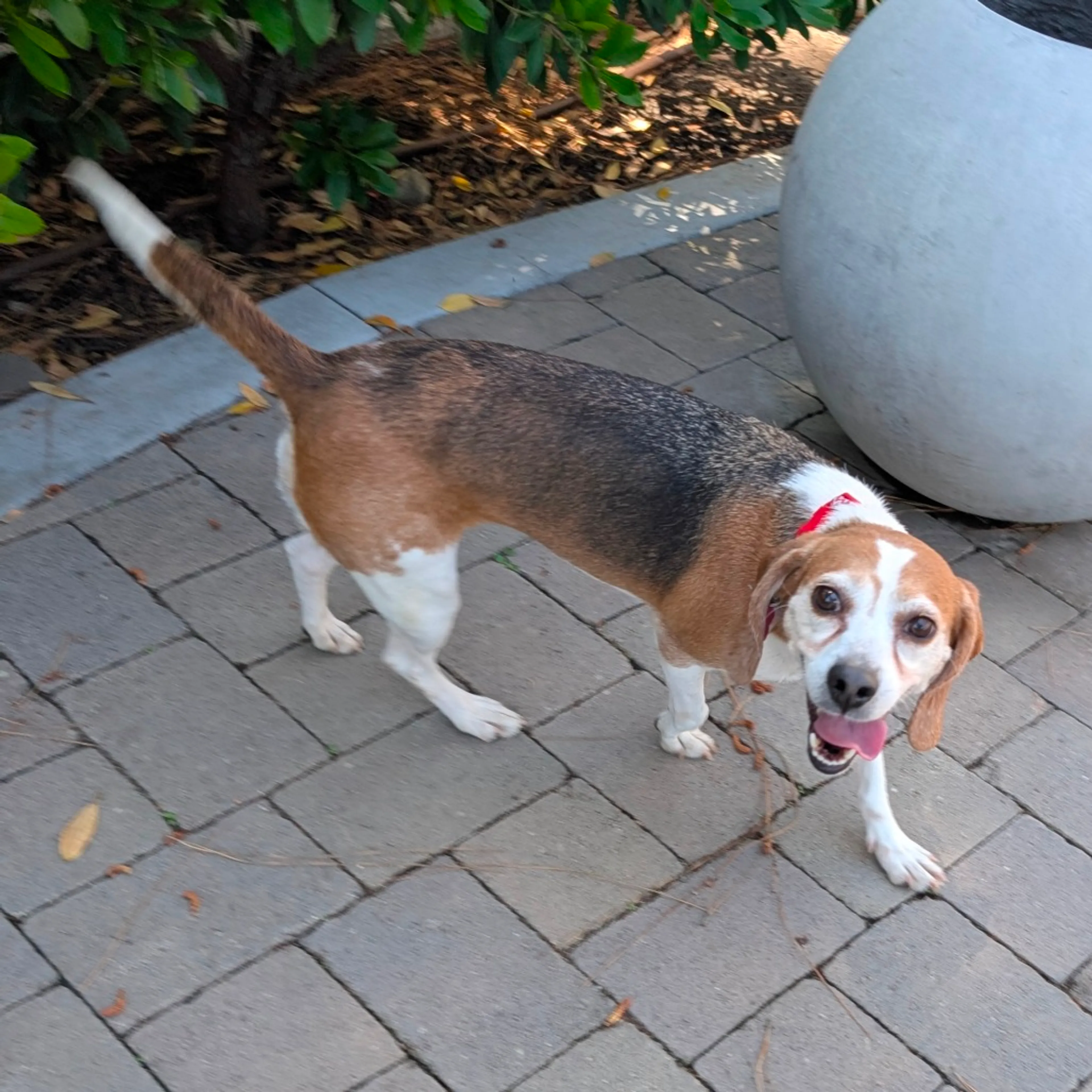 Found pet-3