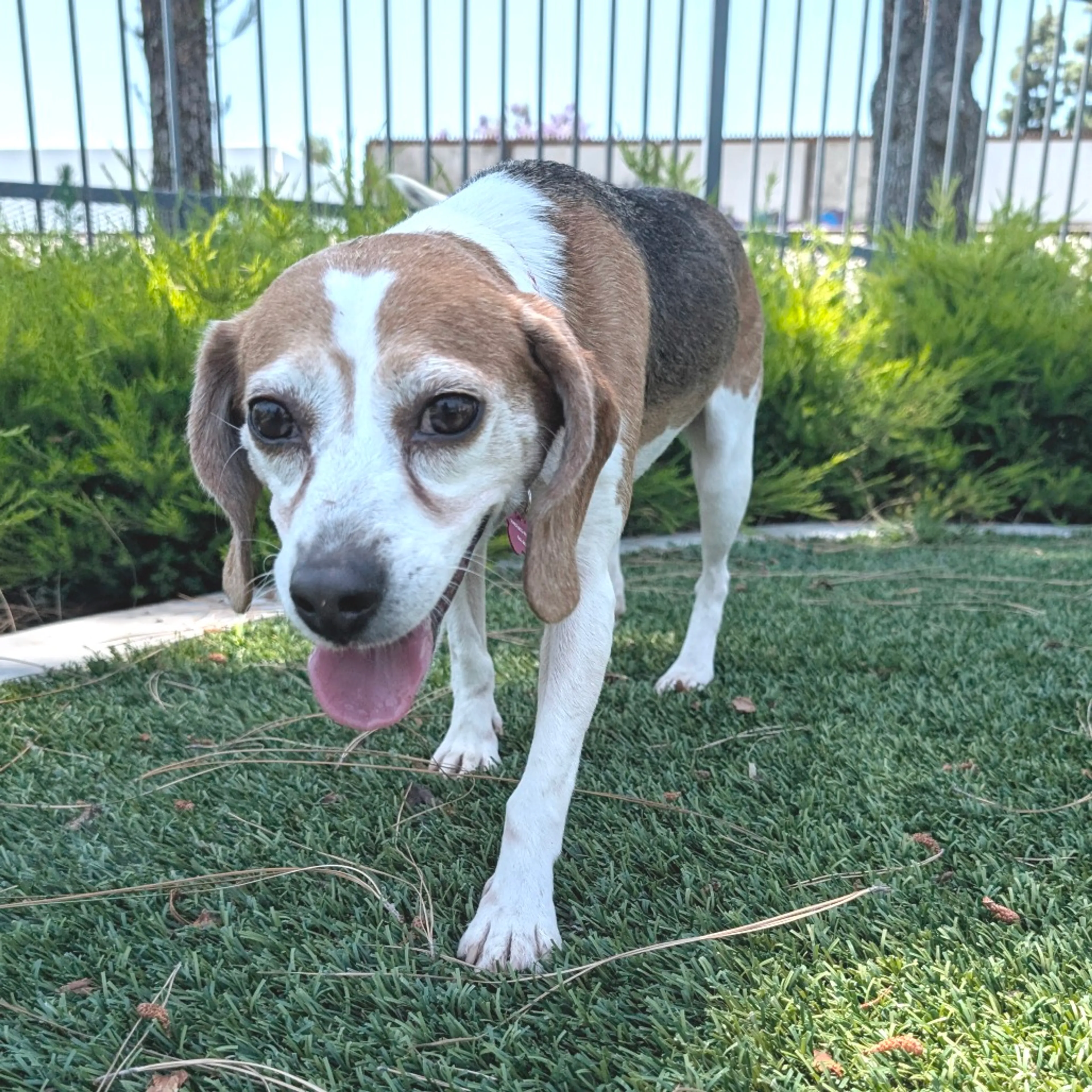 Found pet-4