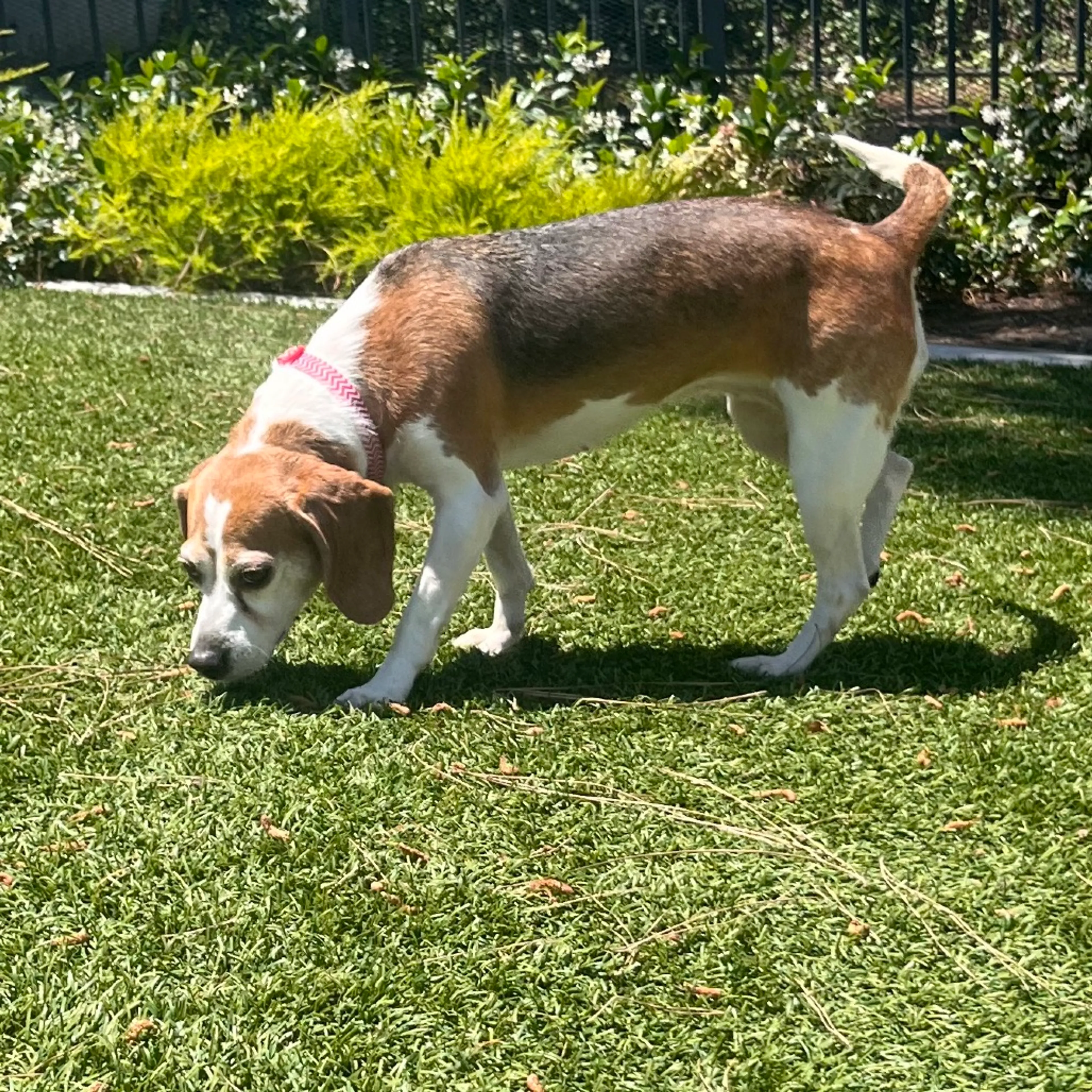 Found pet-11