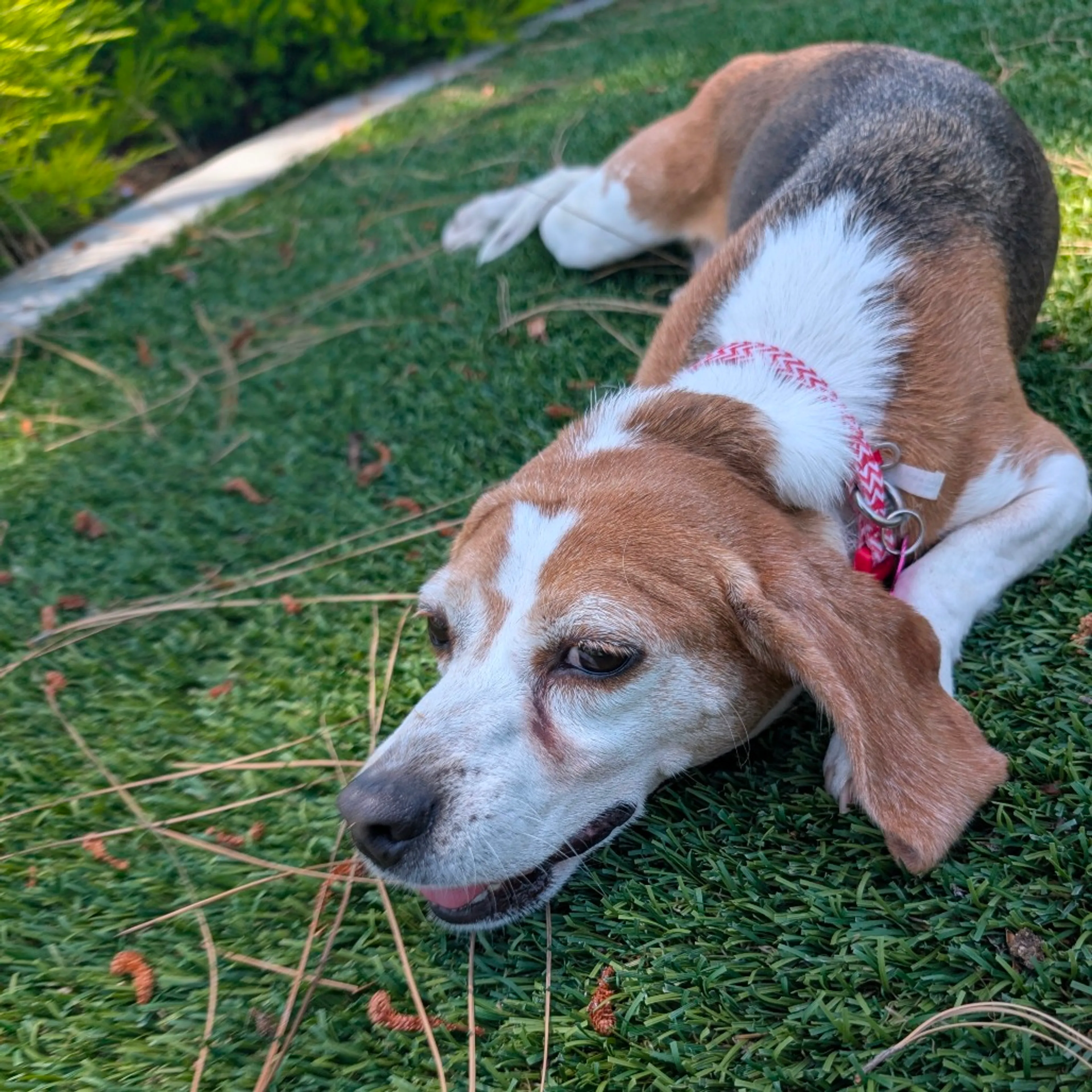 Found pet-5
