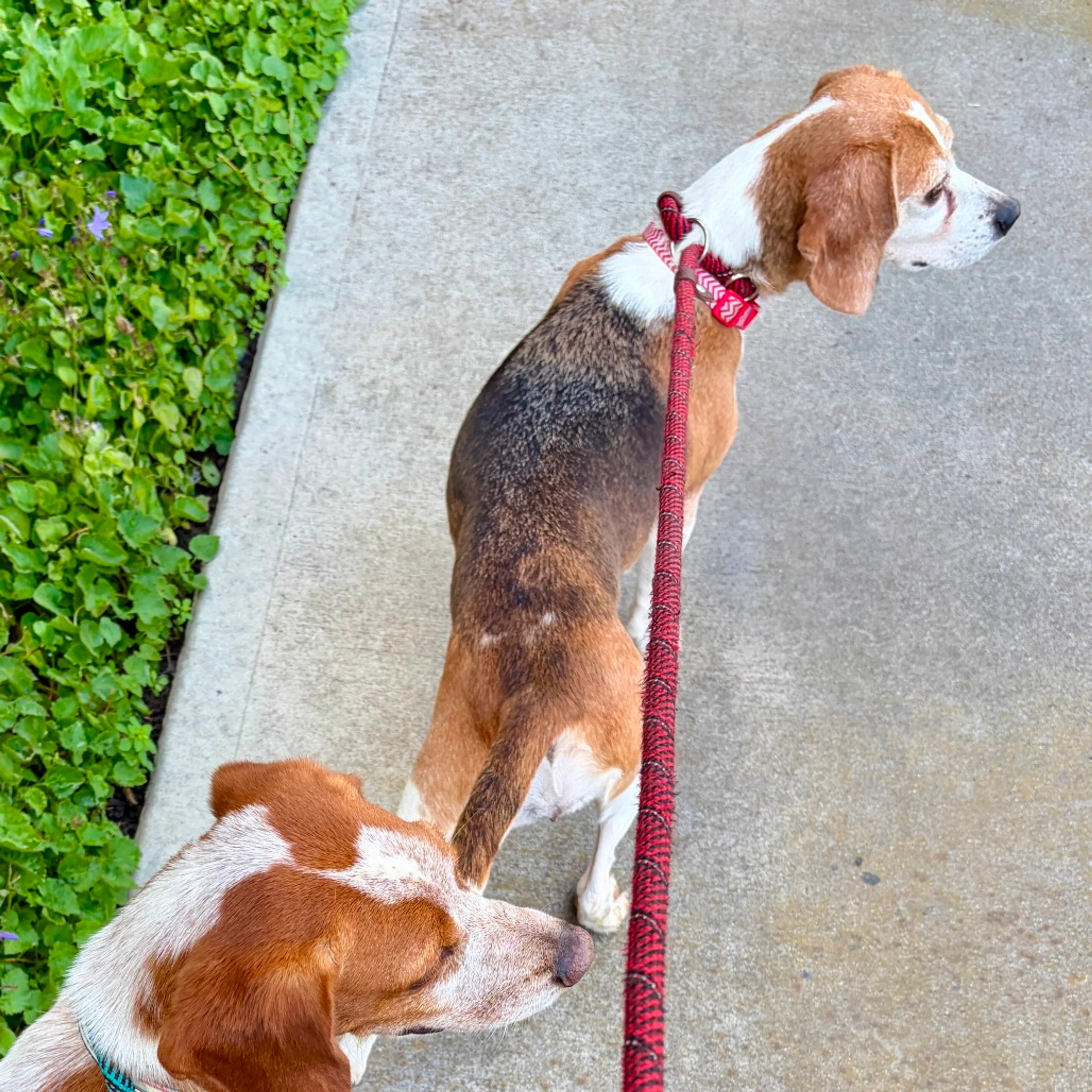 Found pet-1