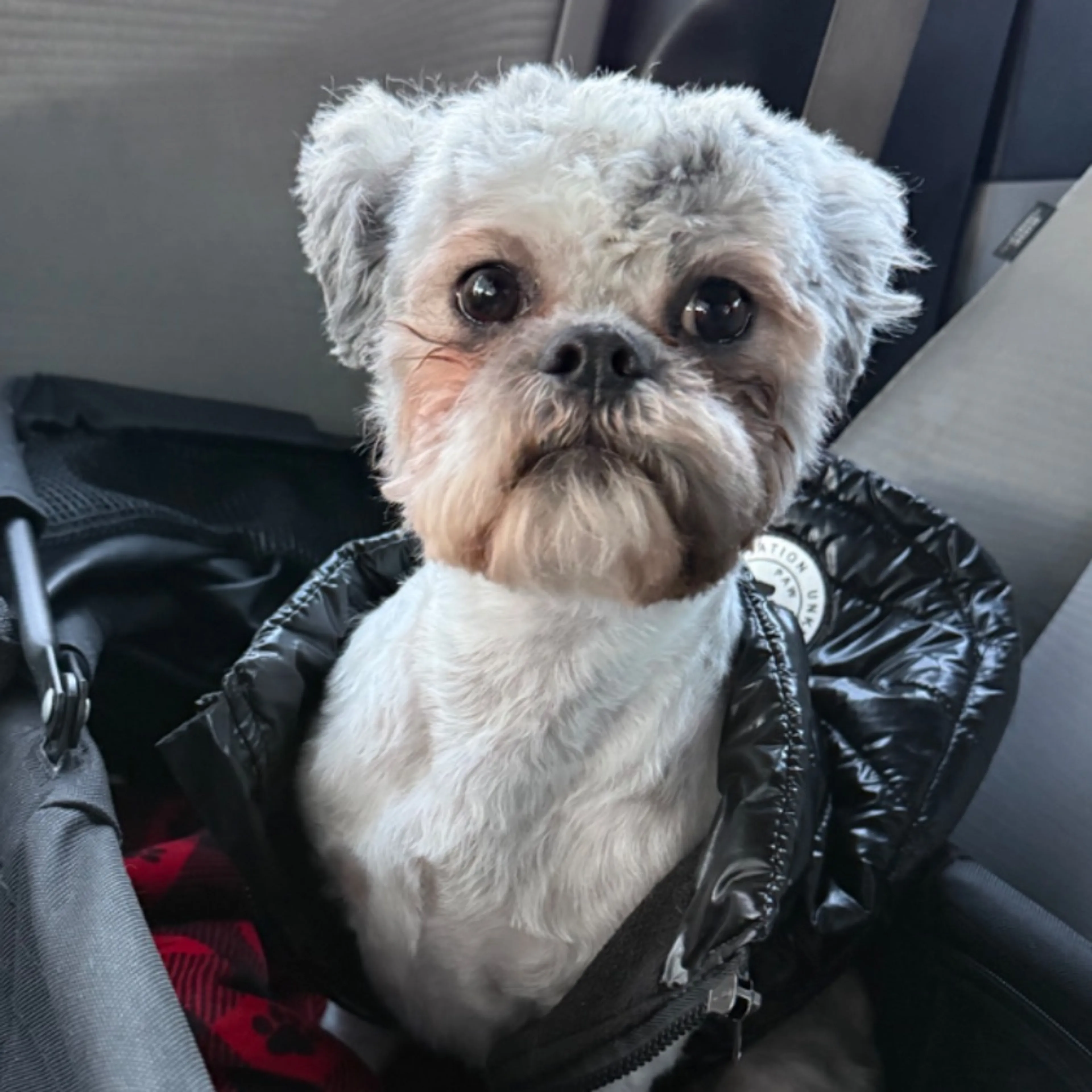 Lost pet