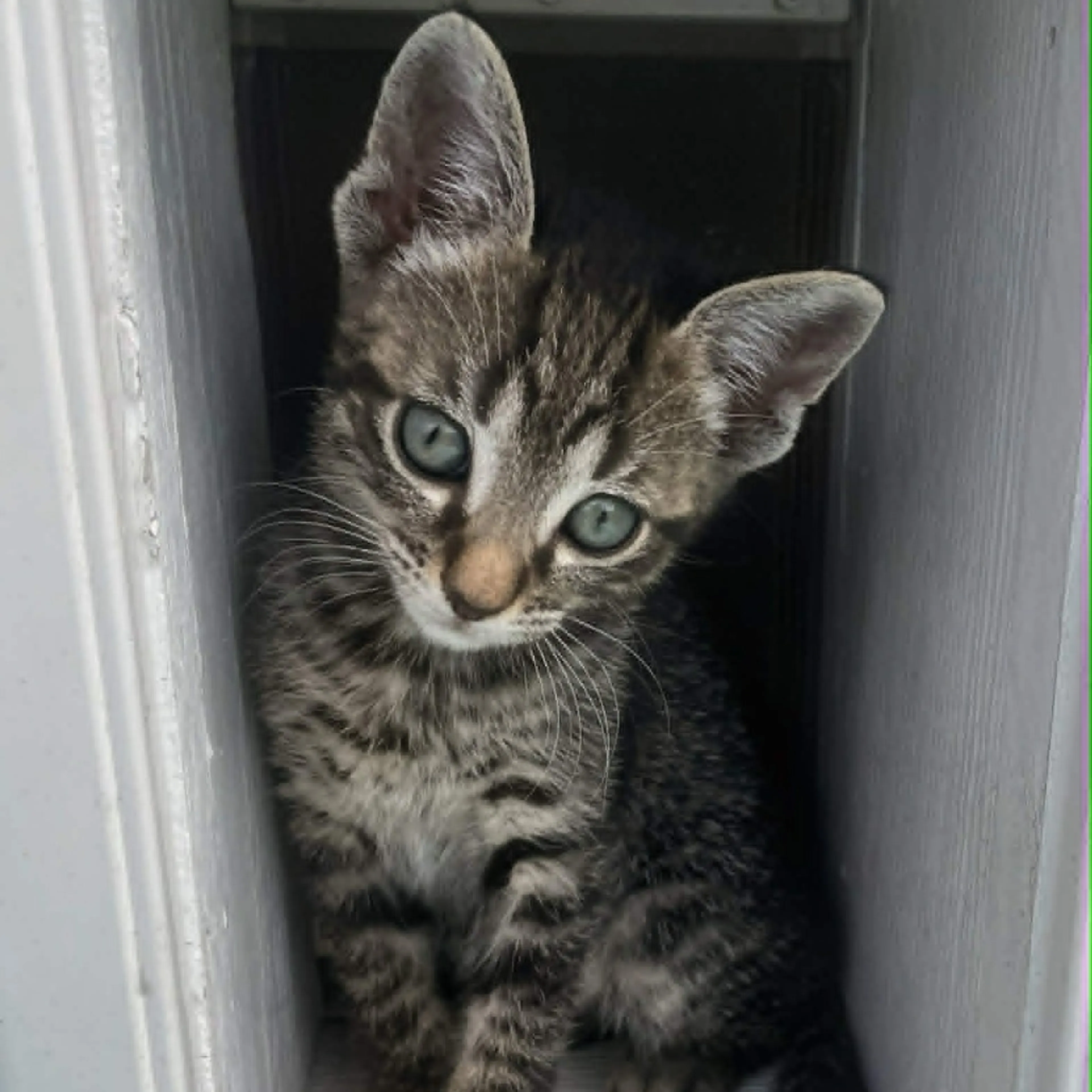 Found pet-2