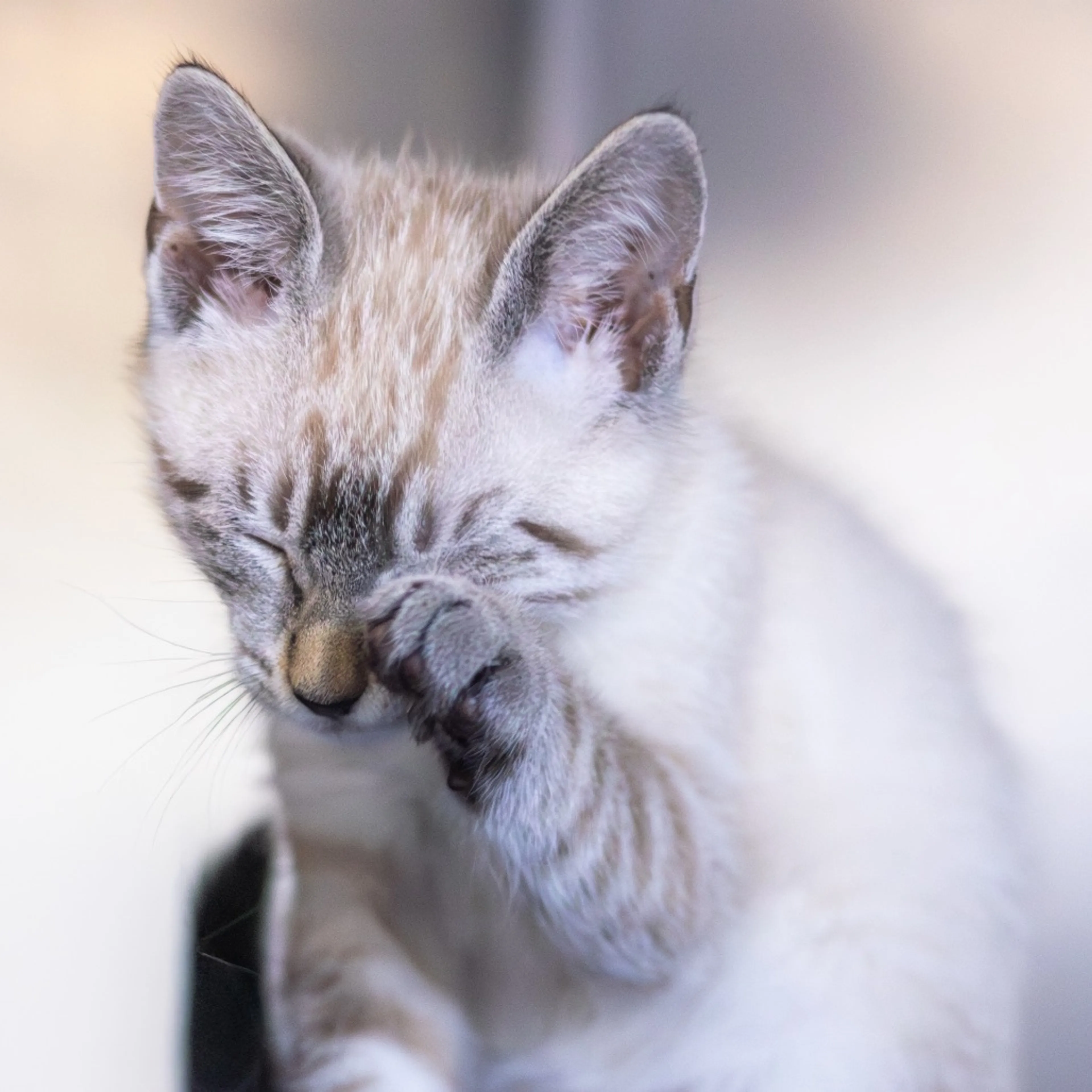 Found pet-6