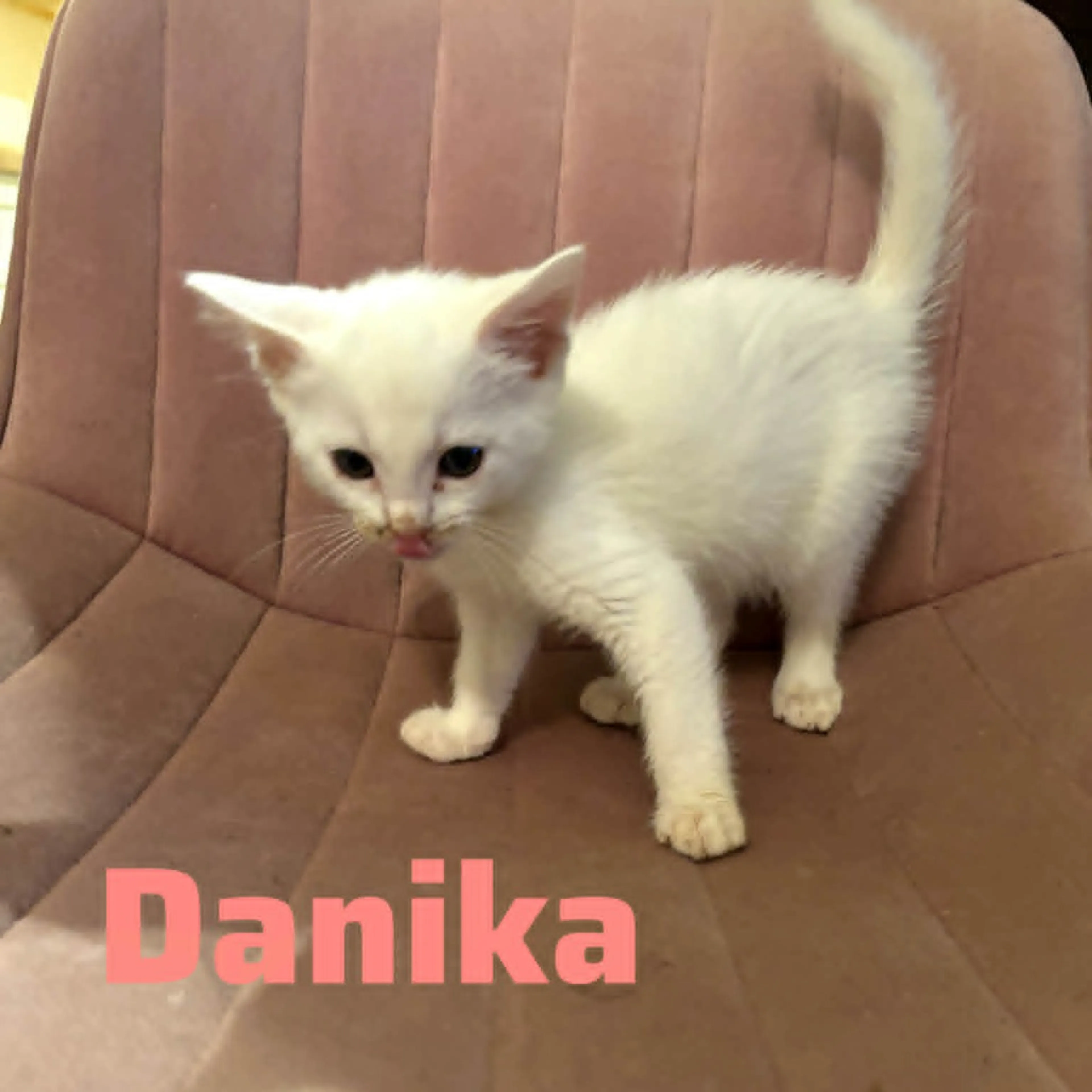 Found pet-2