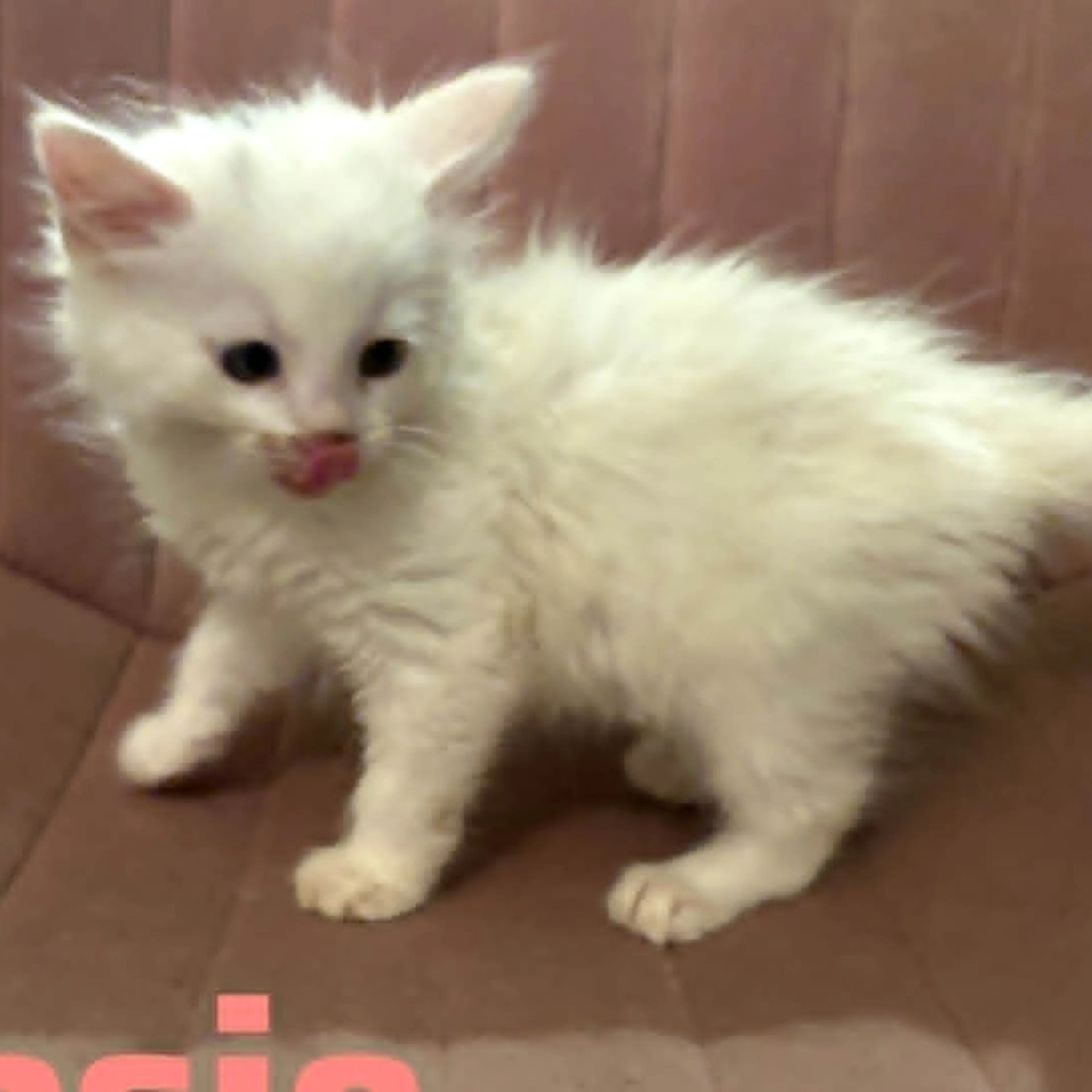 Found pet-1
