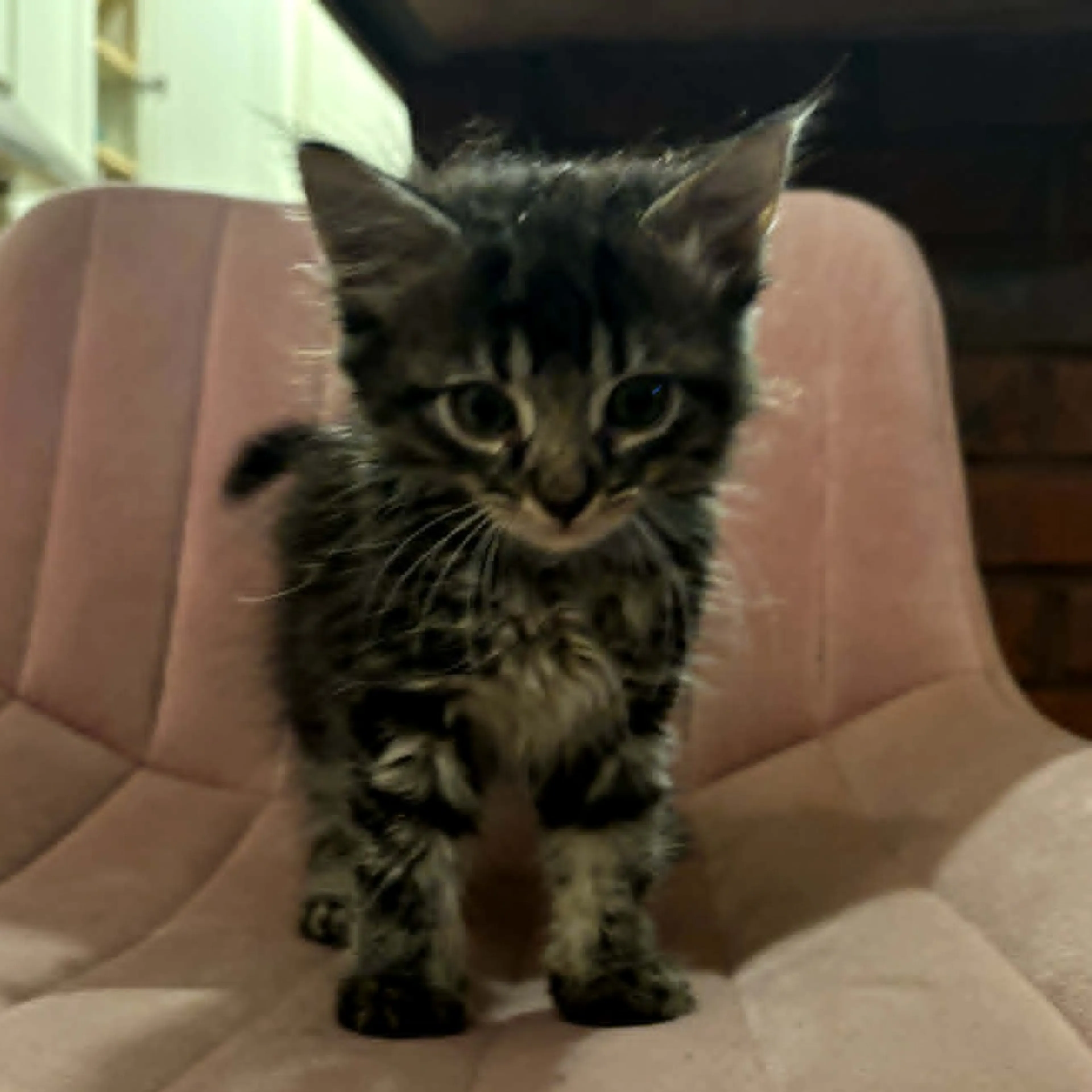 Found pet-3