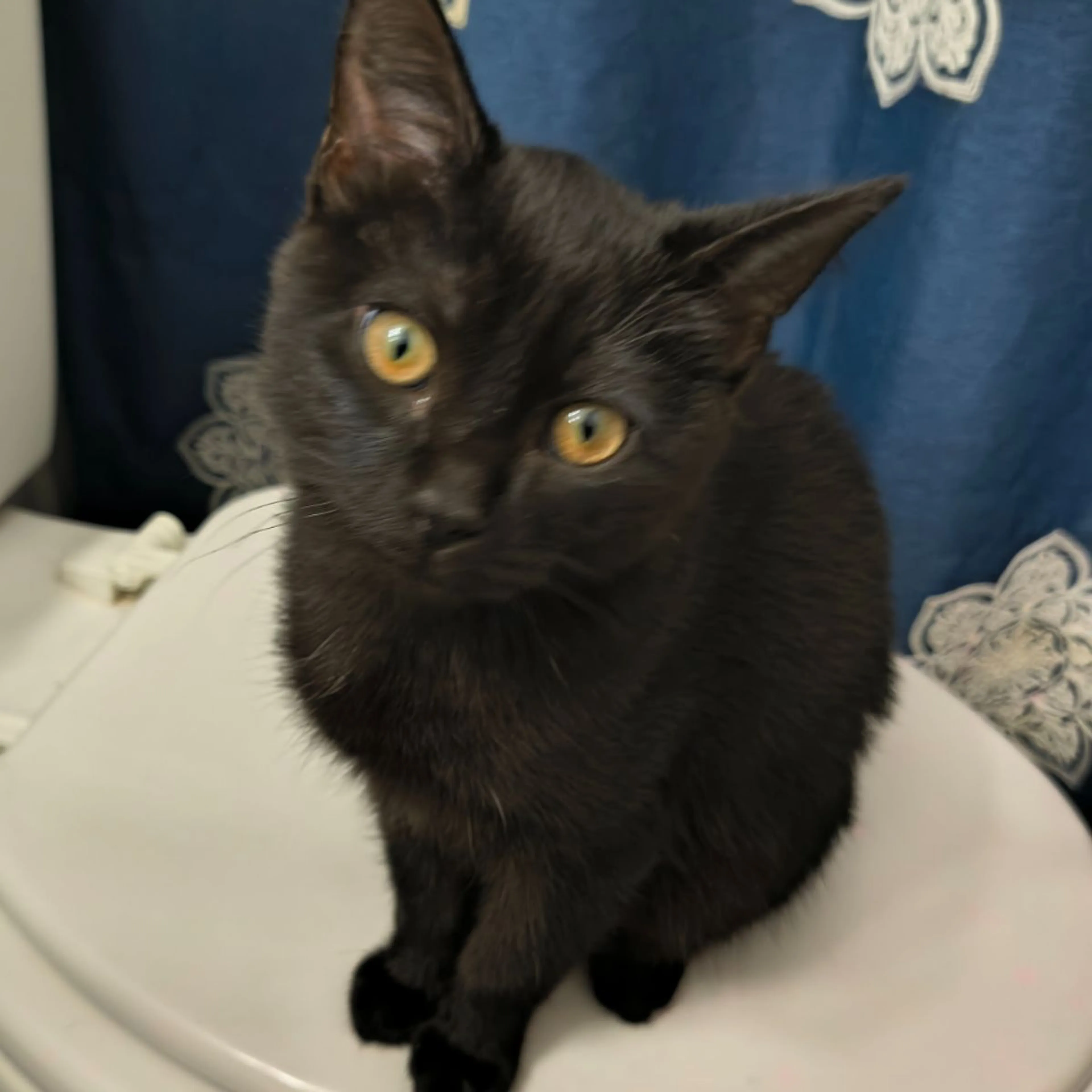 Found pet