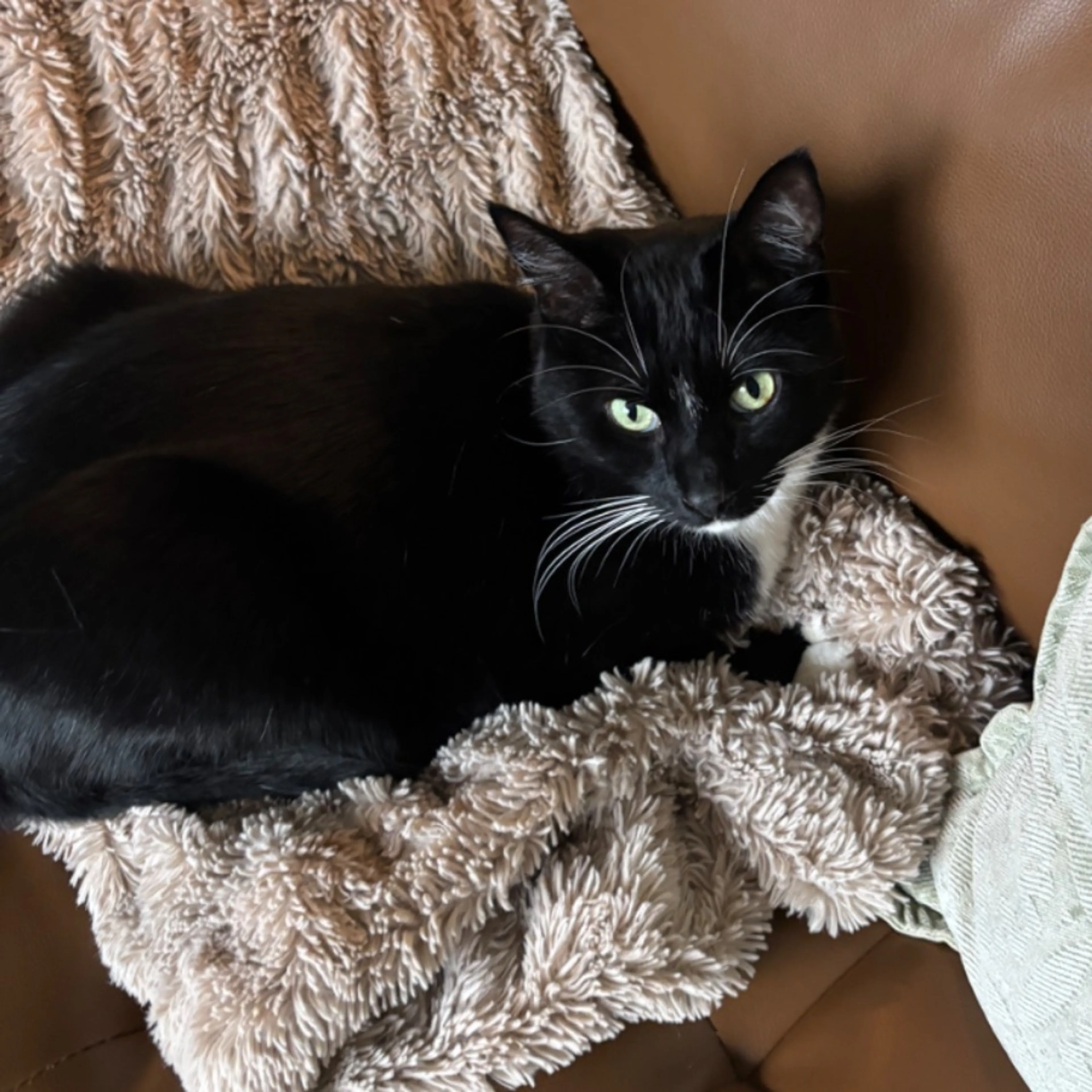 Lost pet