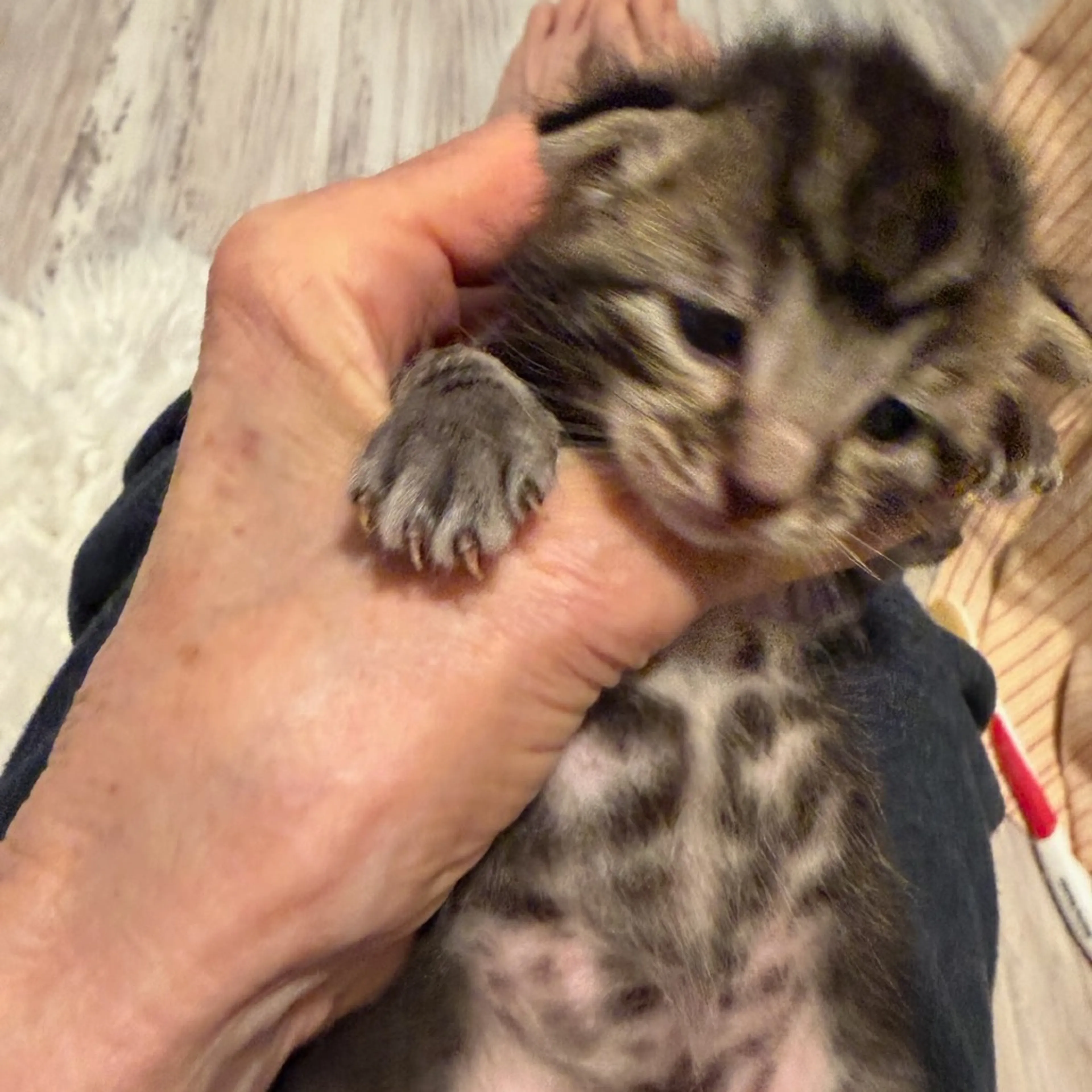 Found pet-2