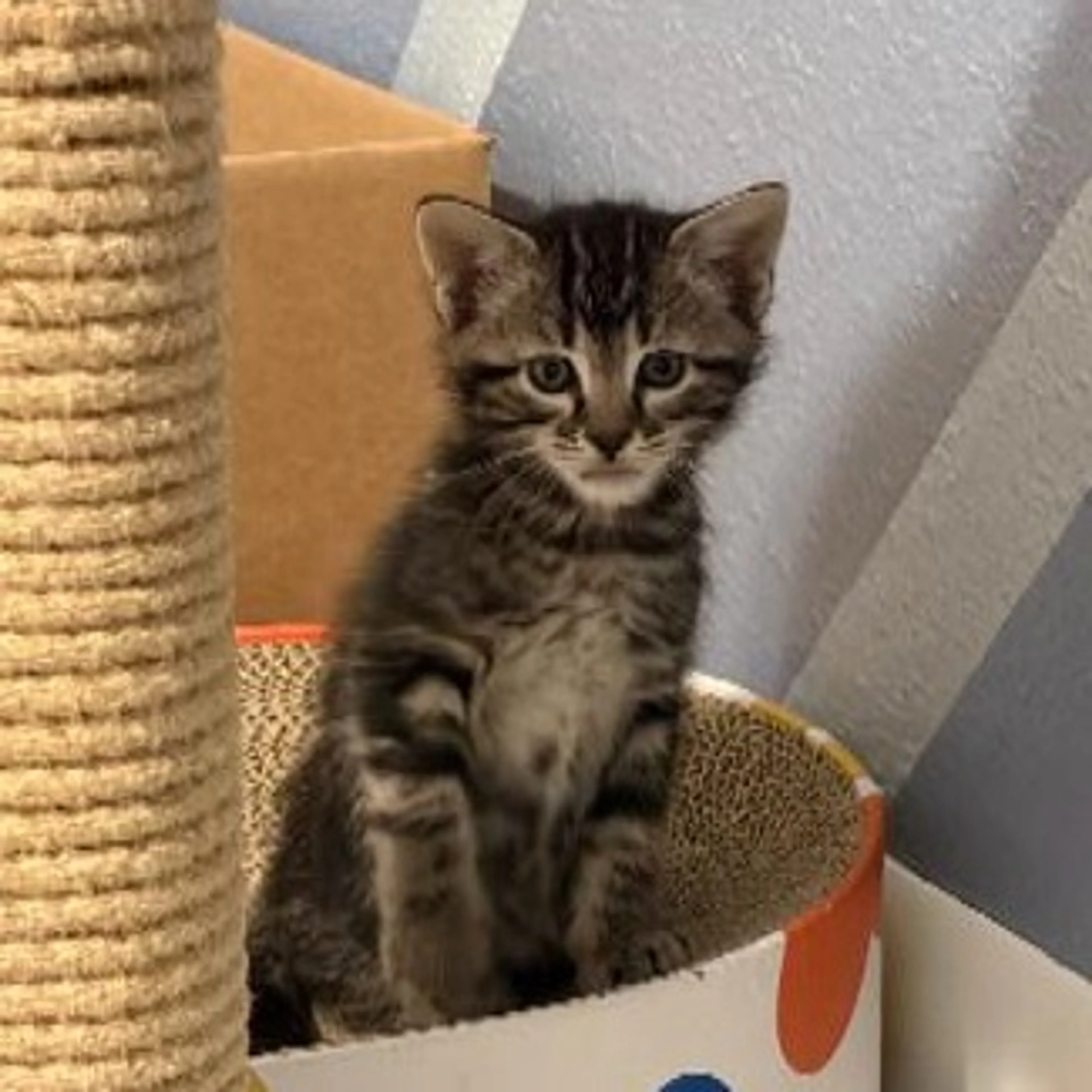 Found pet-5
