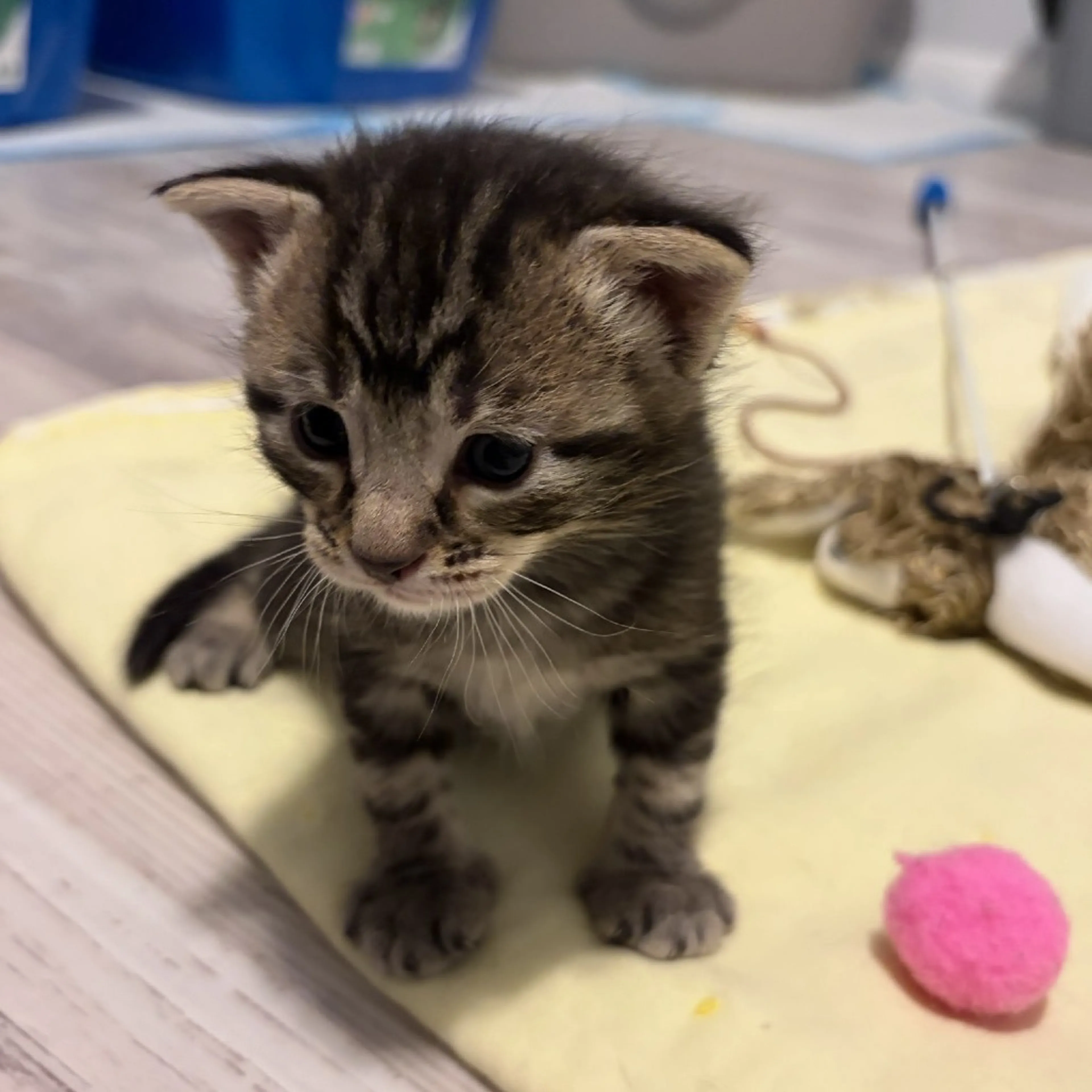 Found pet-4