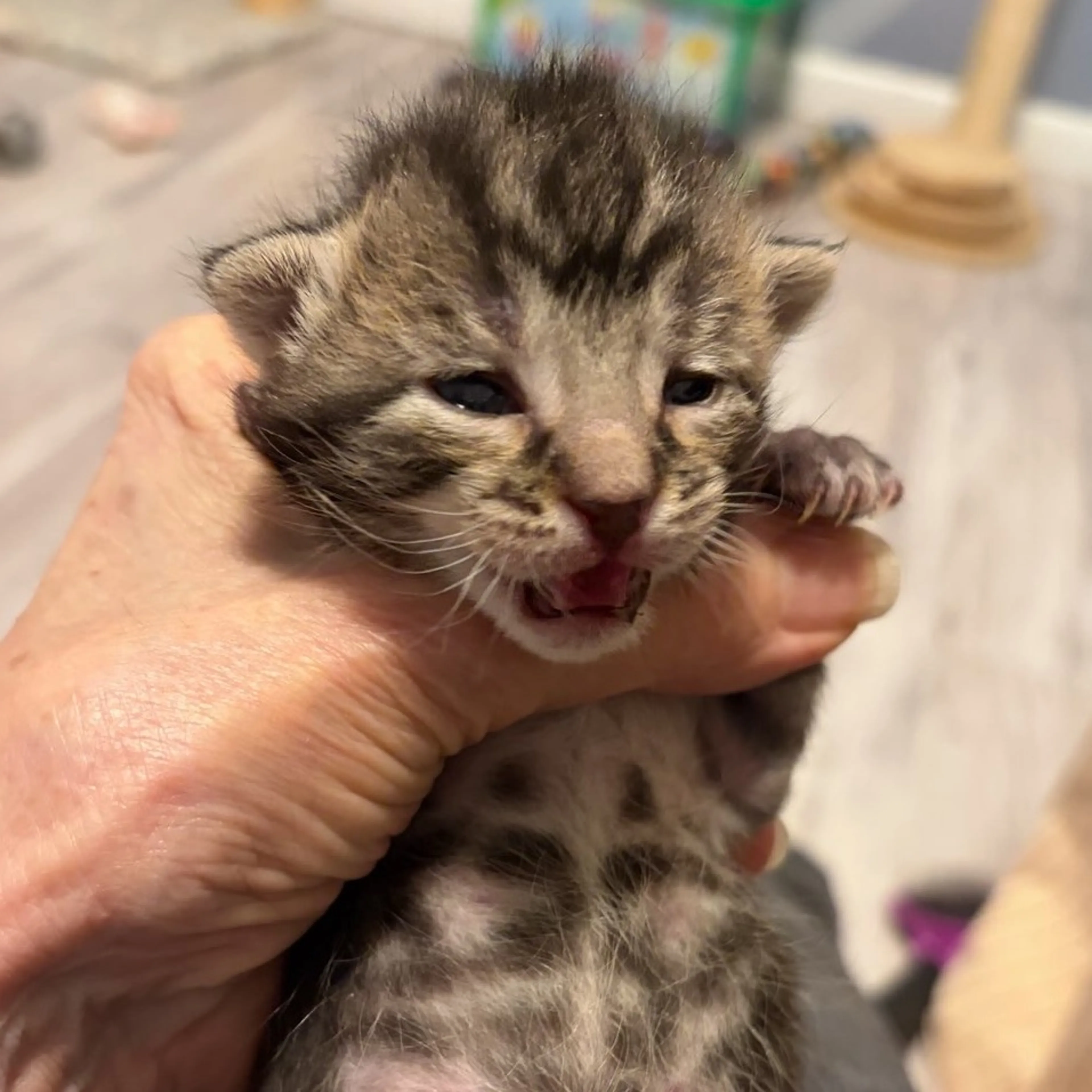 Found pet-3