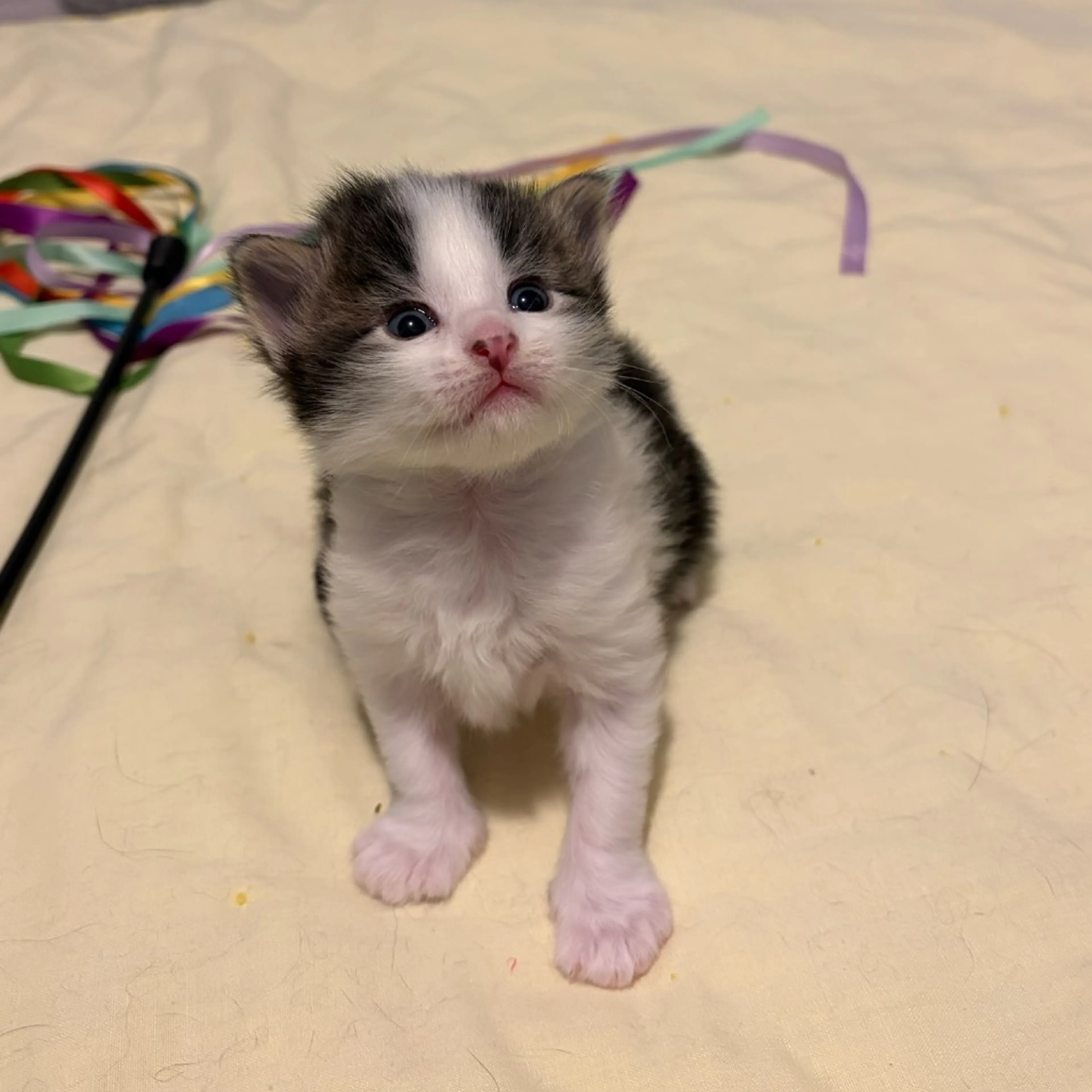 Found pet-4