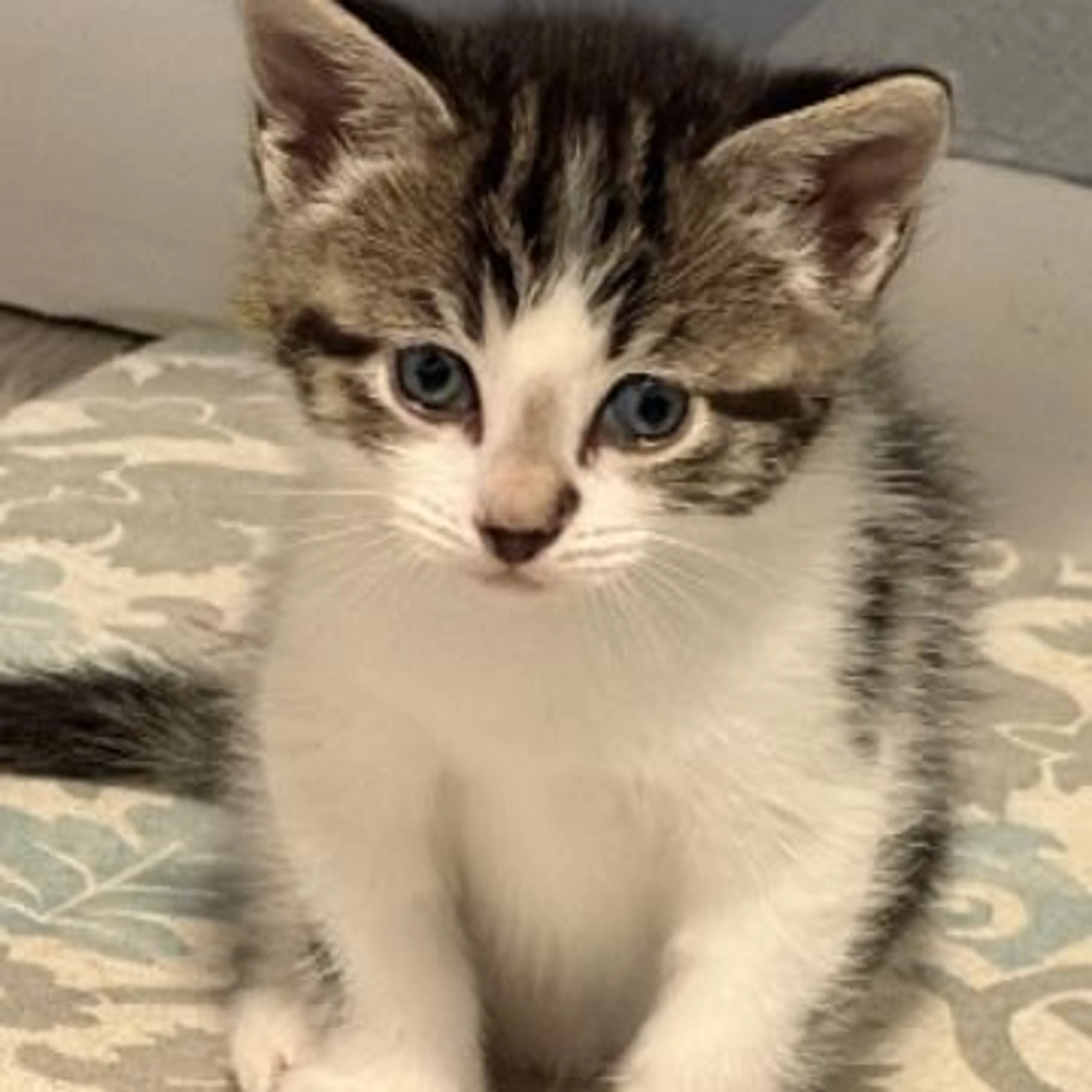Found pet-5