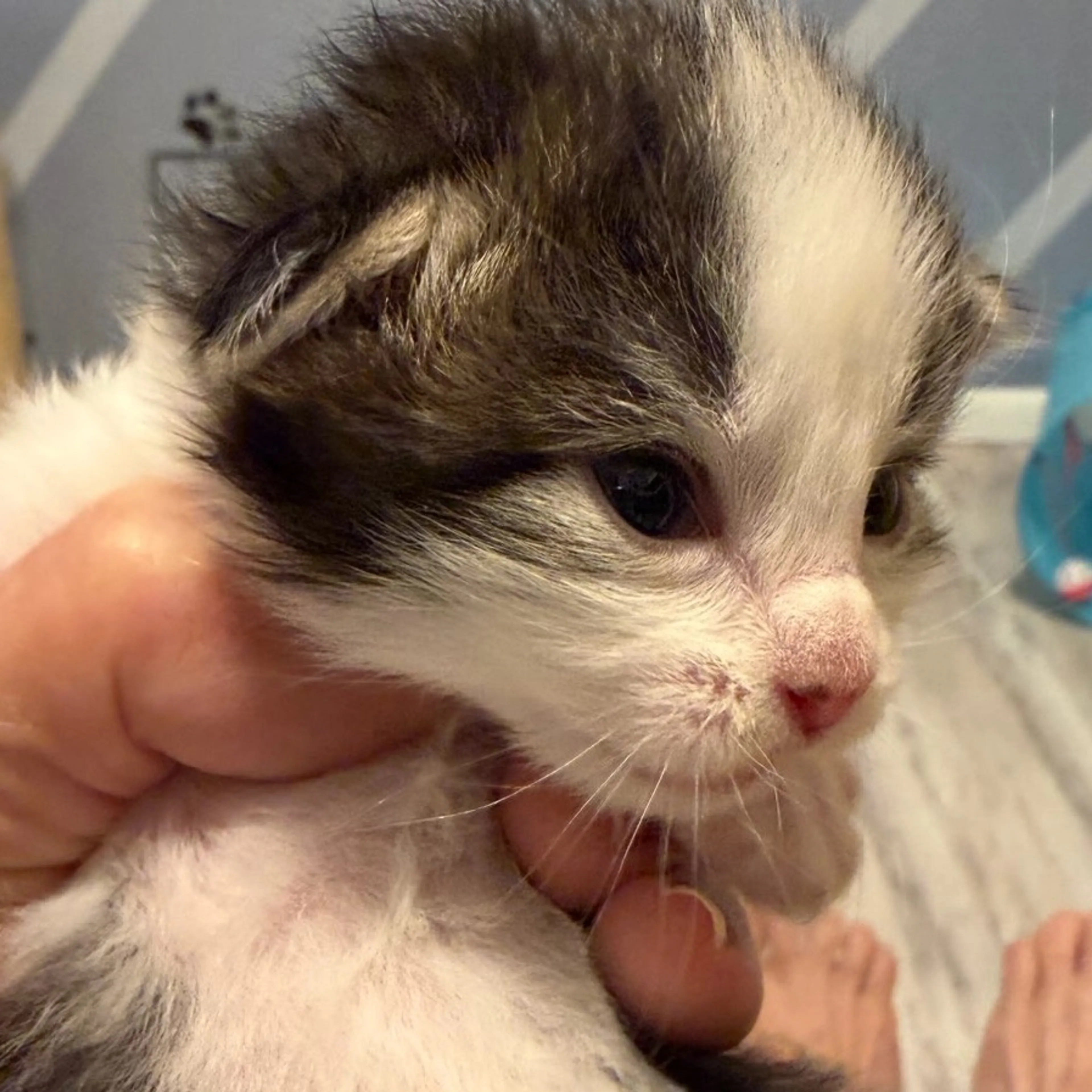 Found pet-2