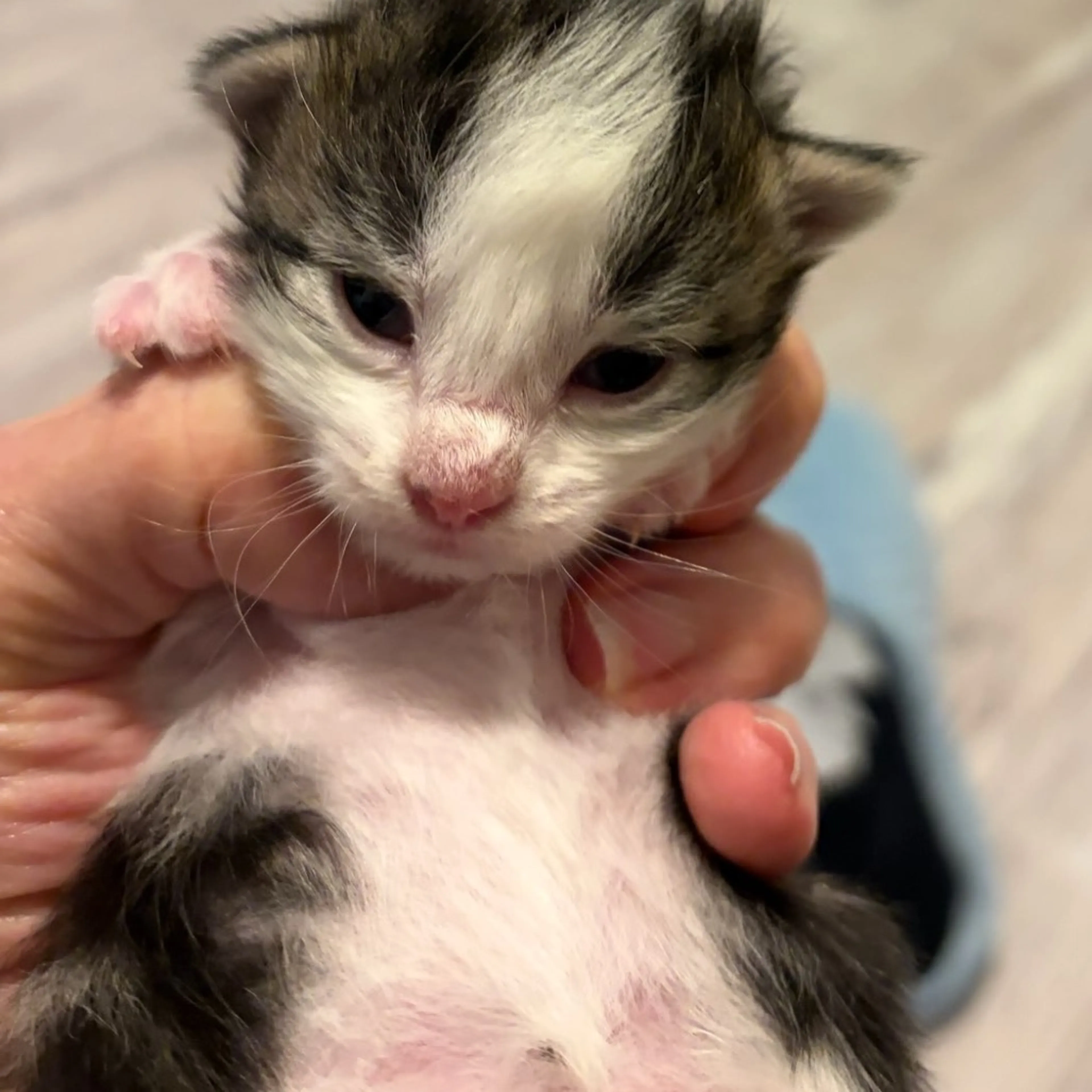 Found pet-3