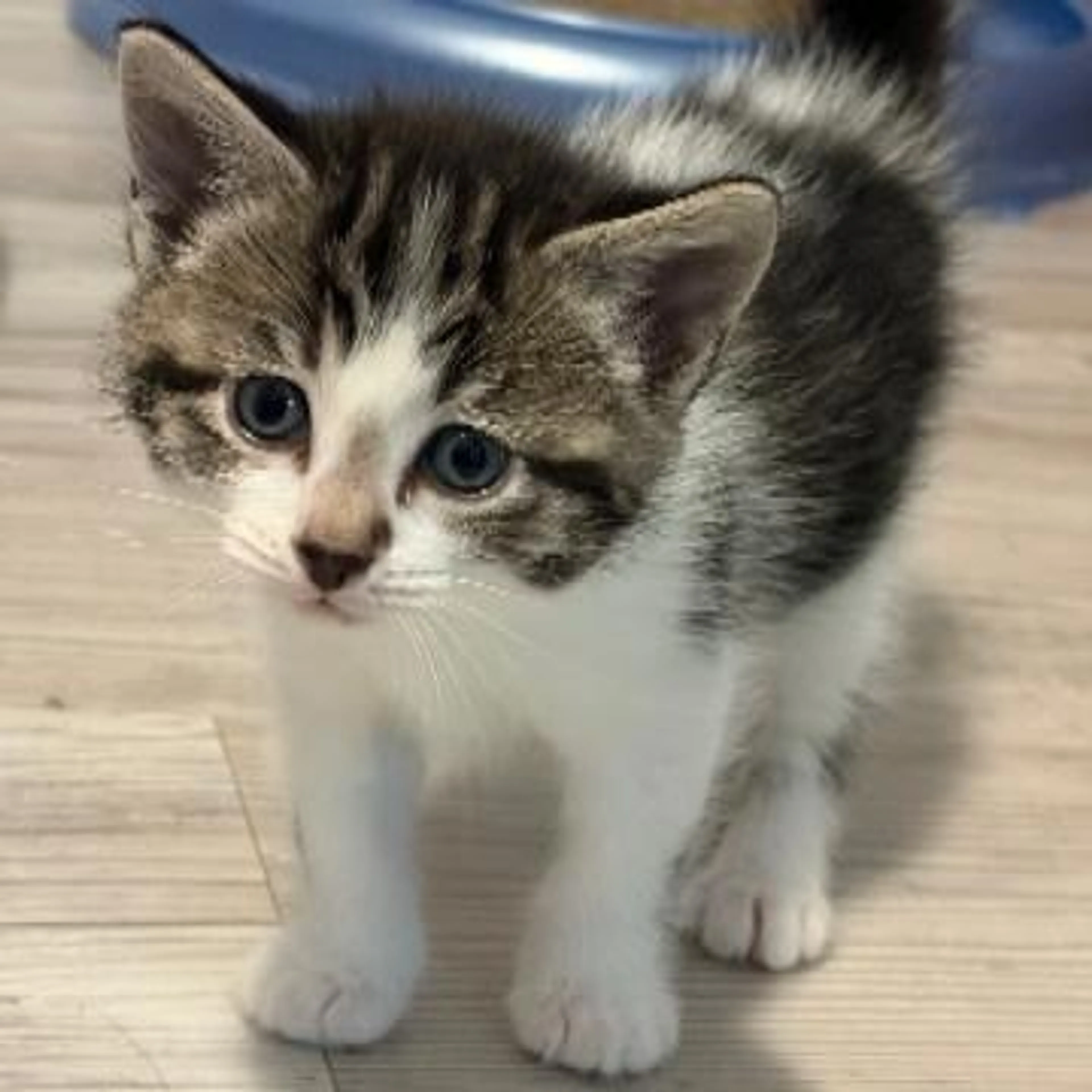 Found pet-0