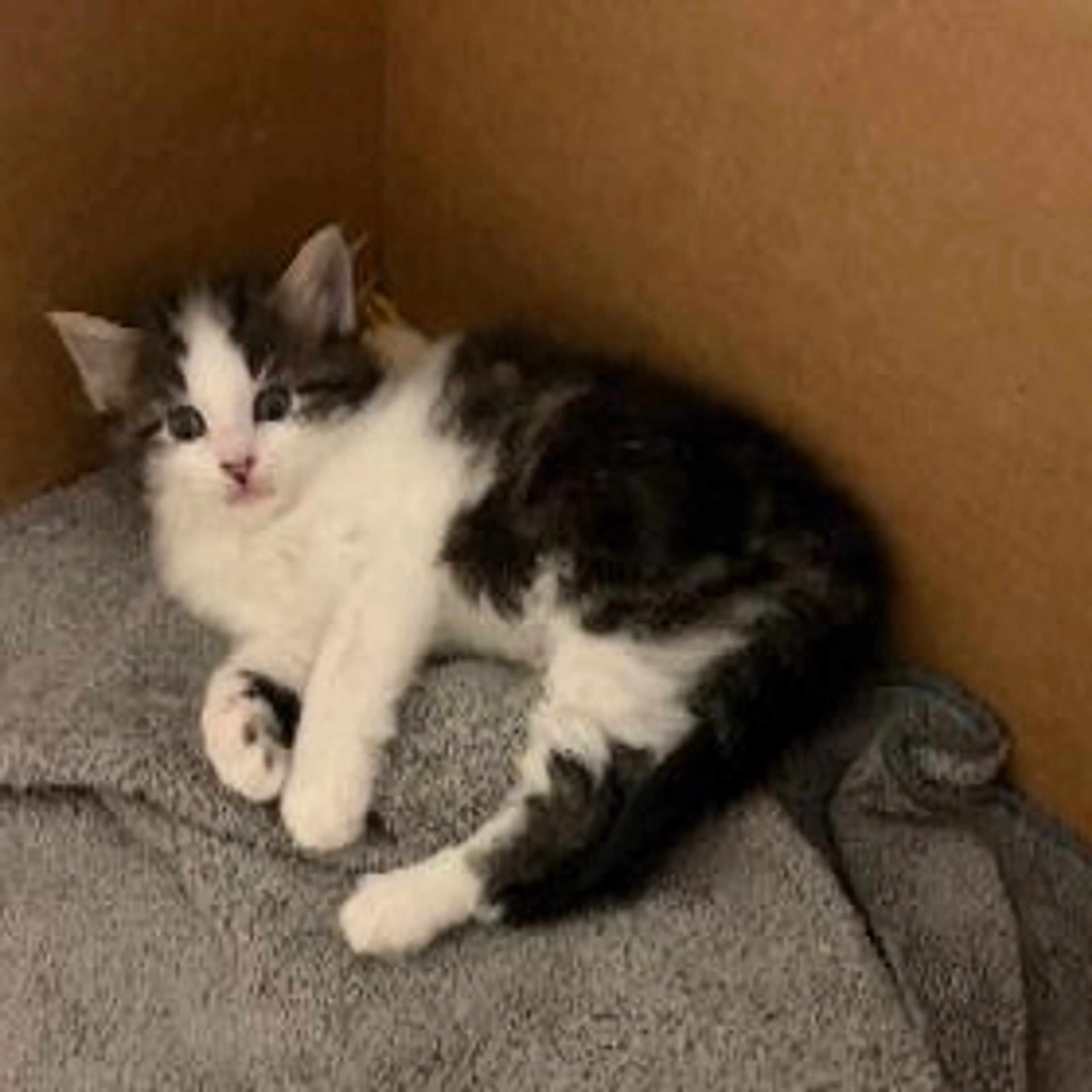 Found pet-4