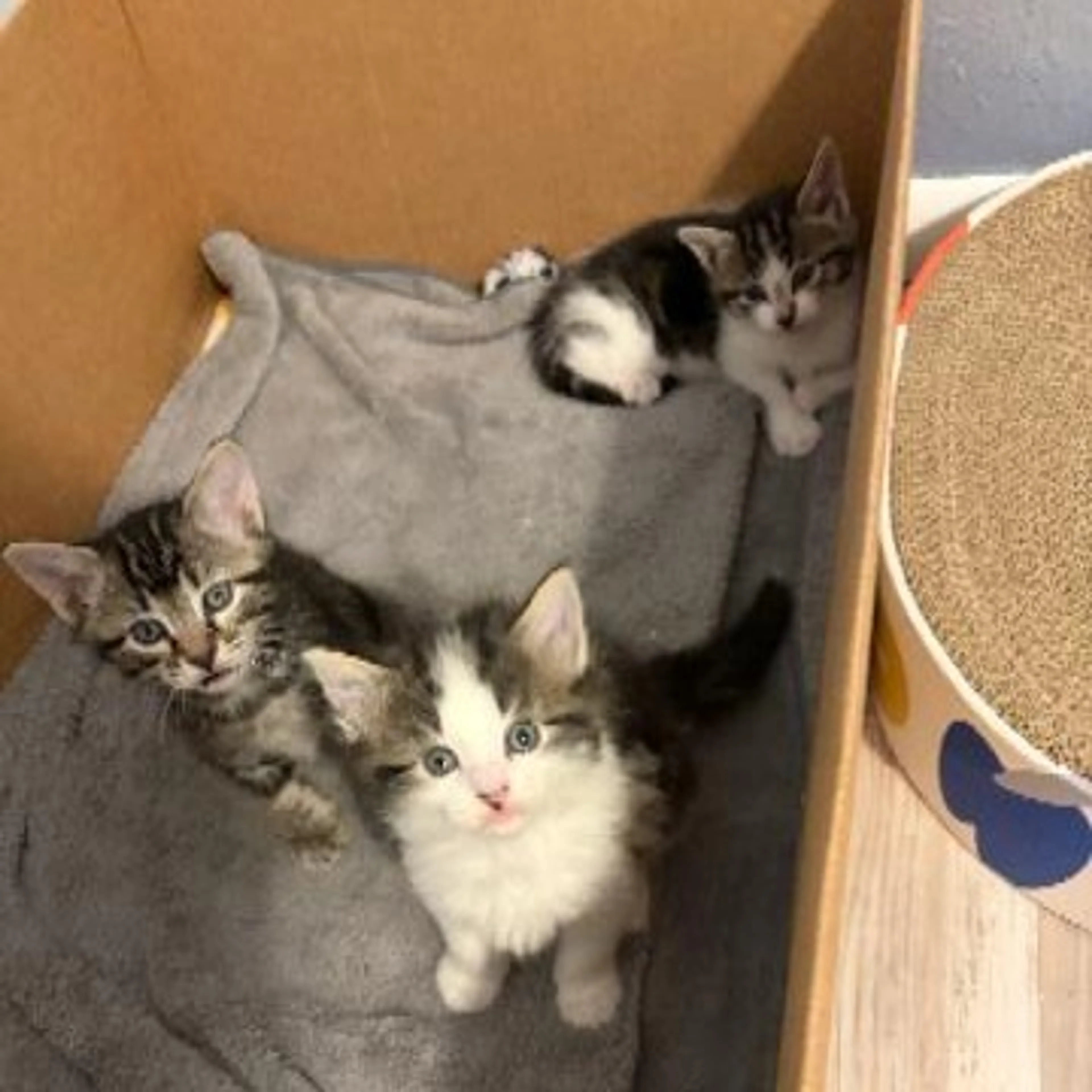 Found pet-5