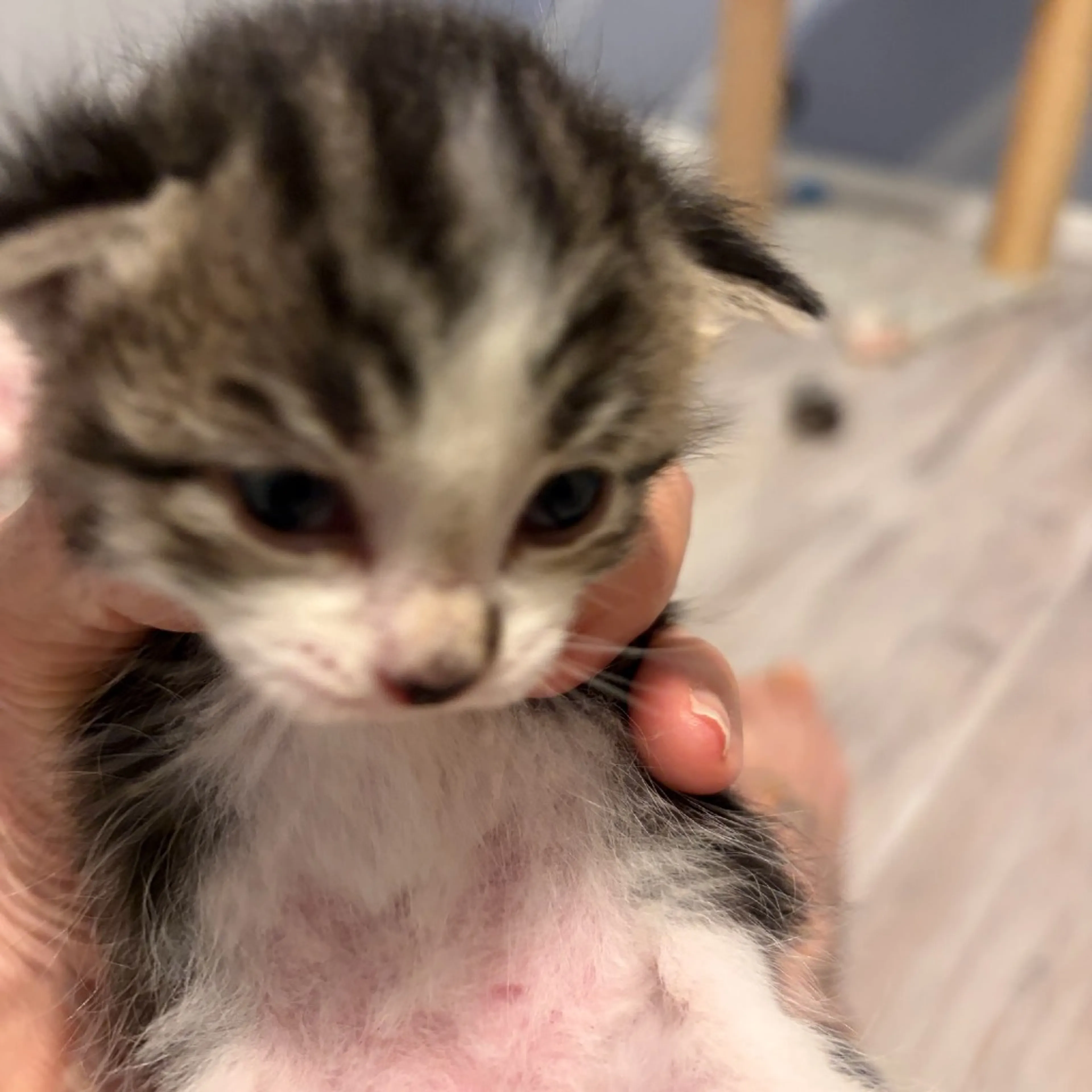 Found pet-2
