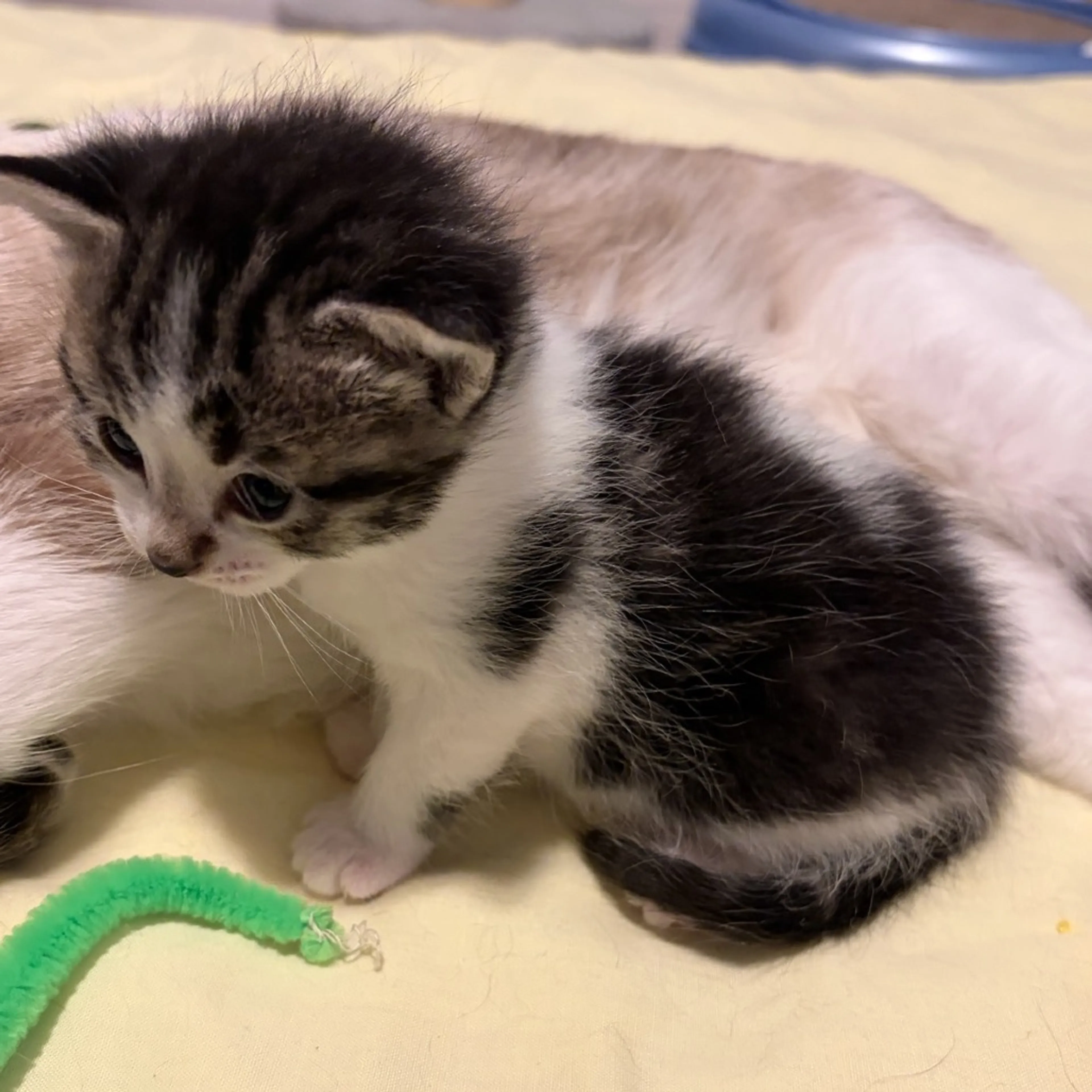 Found pet-3