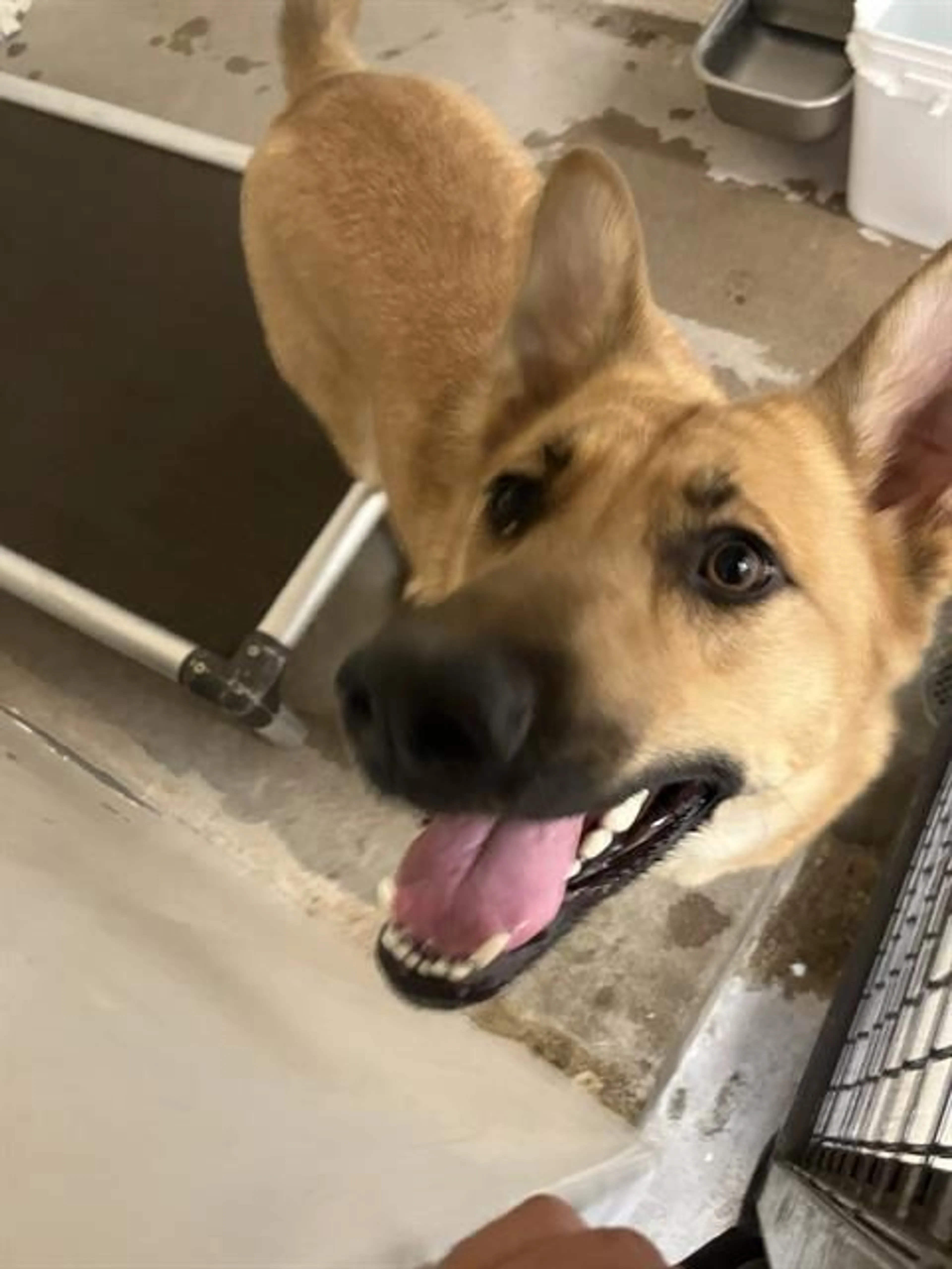 Found pet