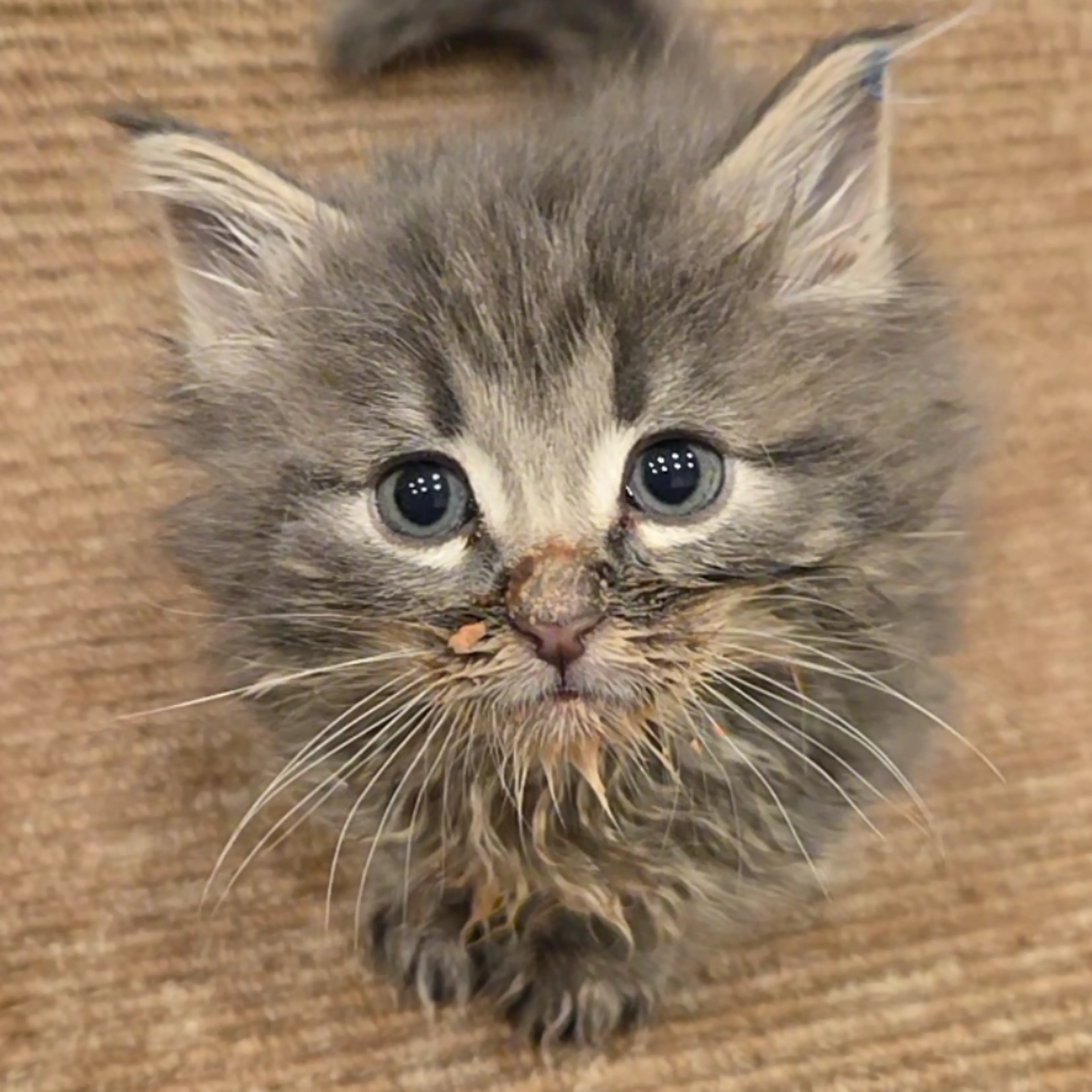 Found pet-0