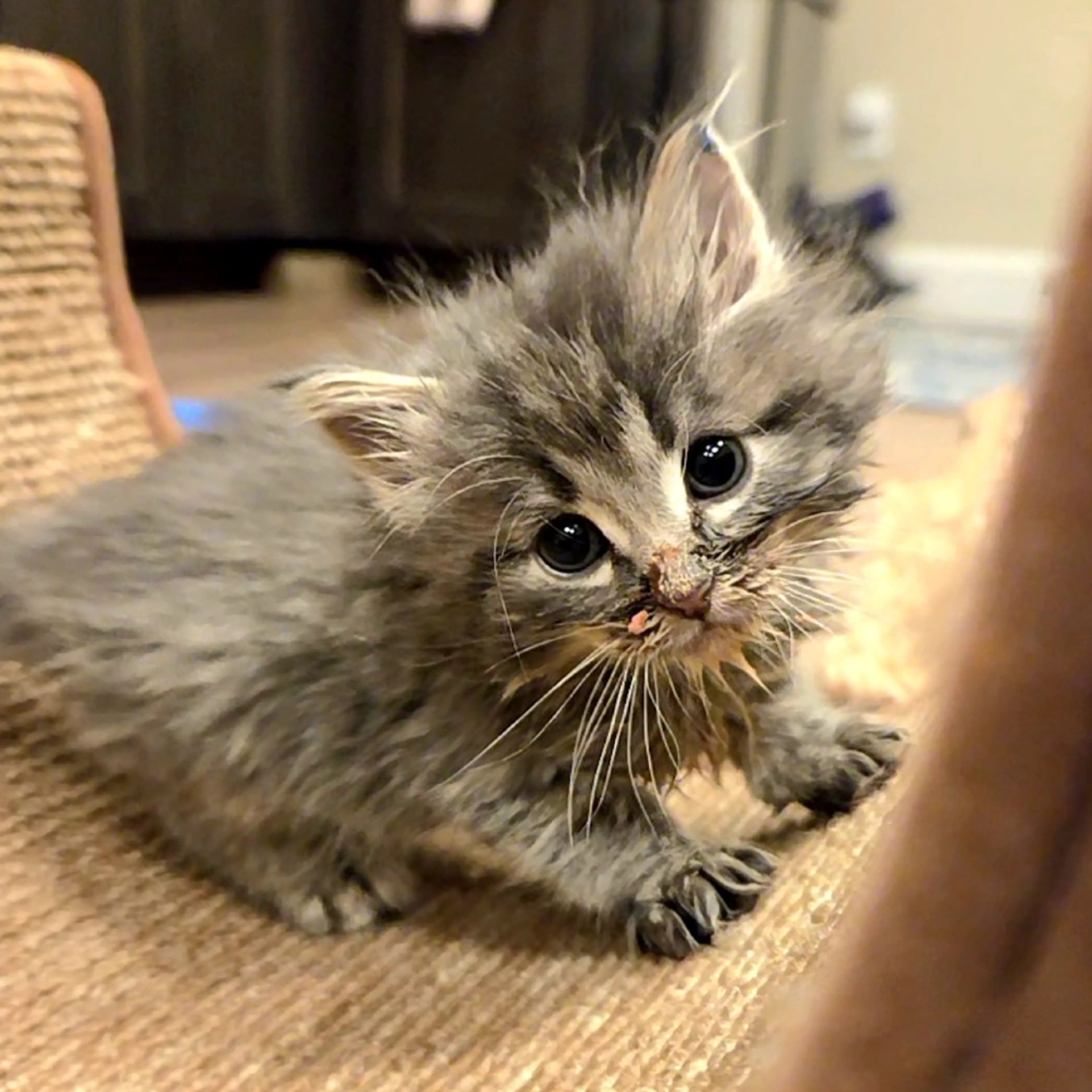 Found pet-7
