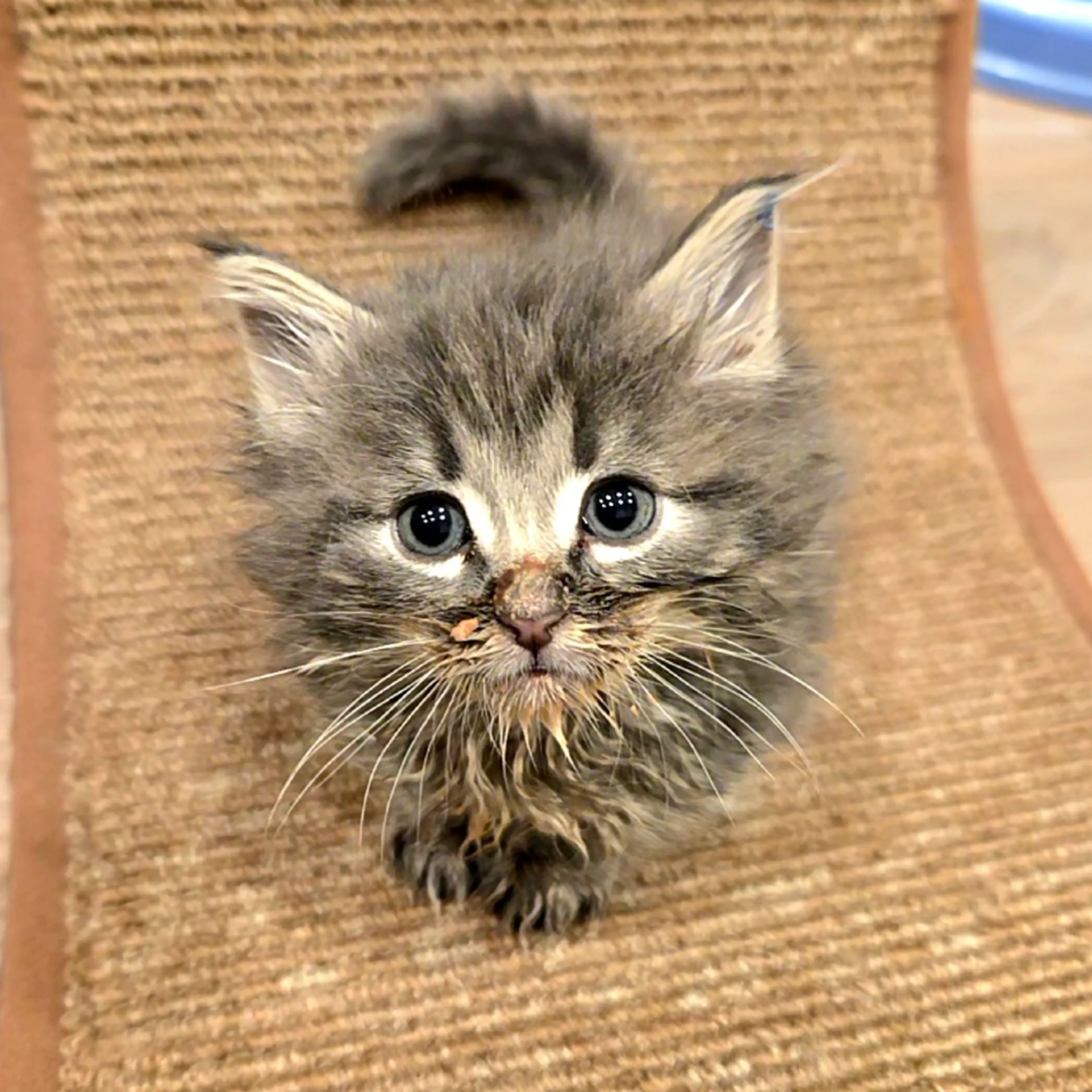 Found pet-8