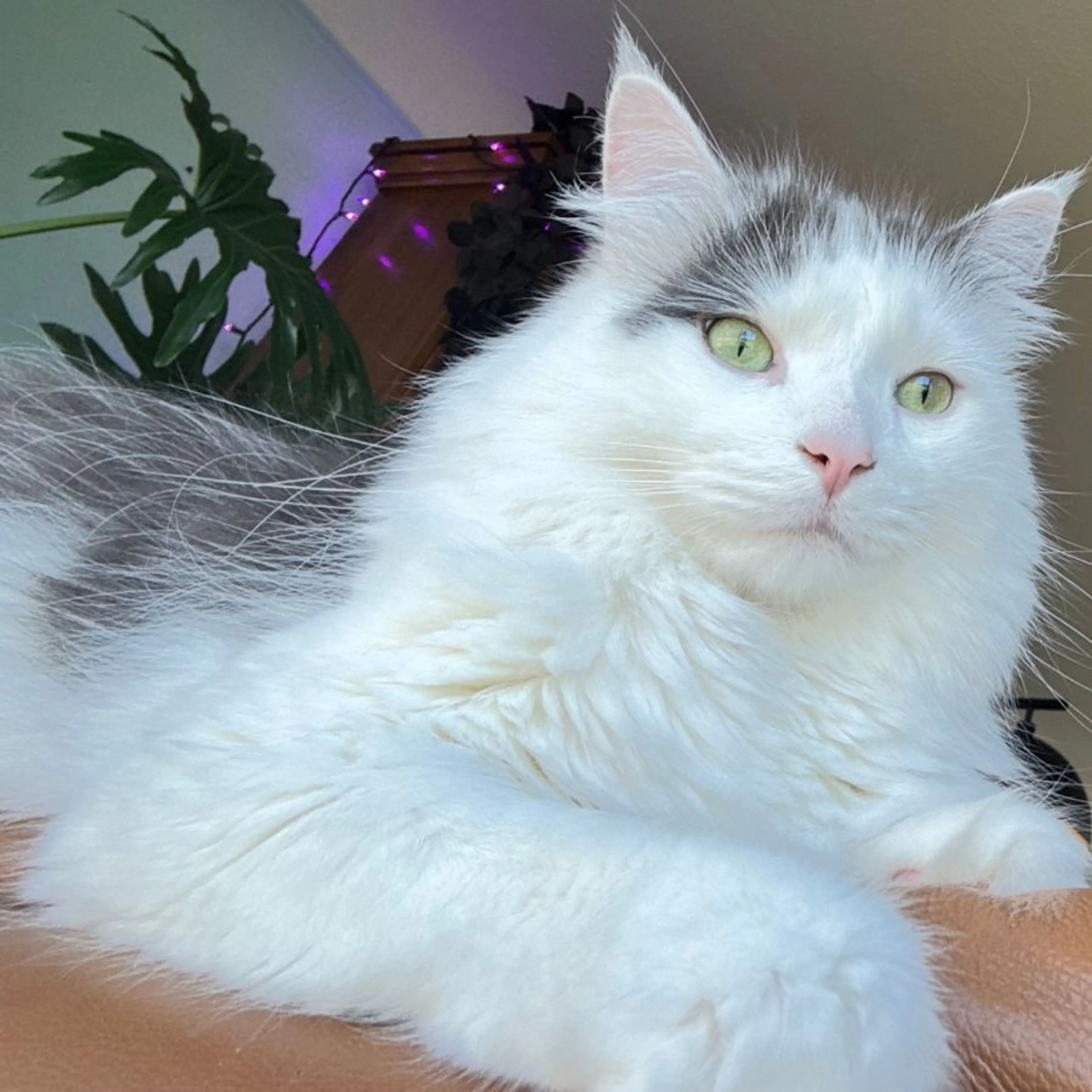 Lost pet