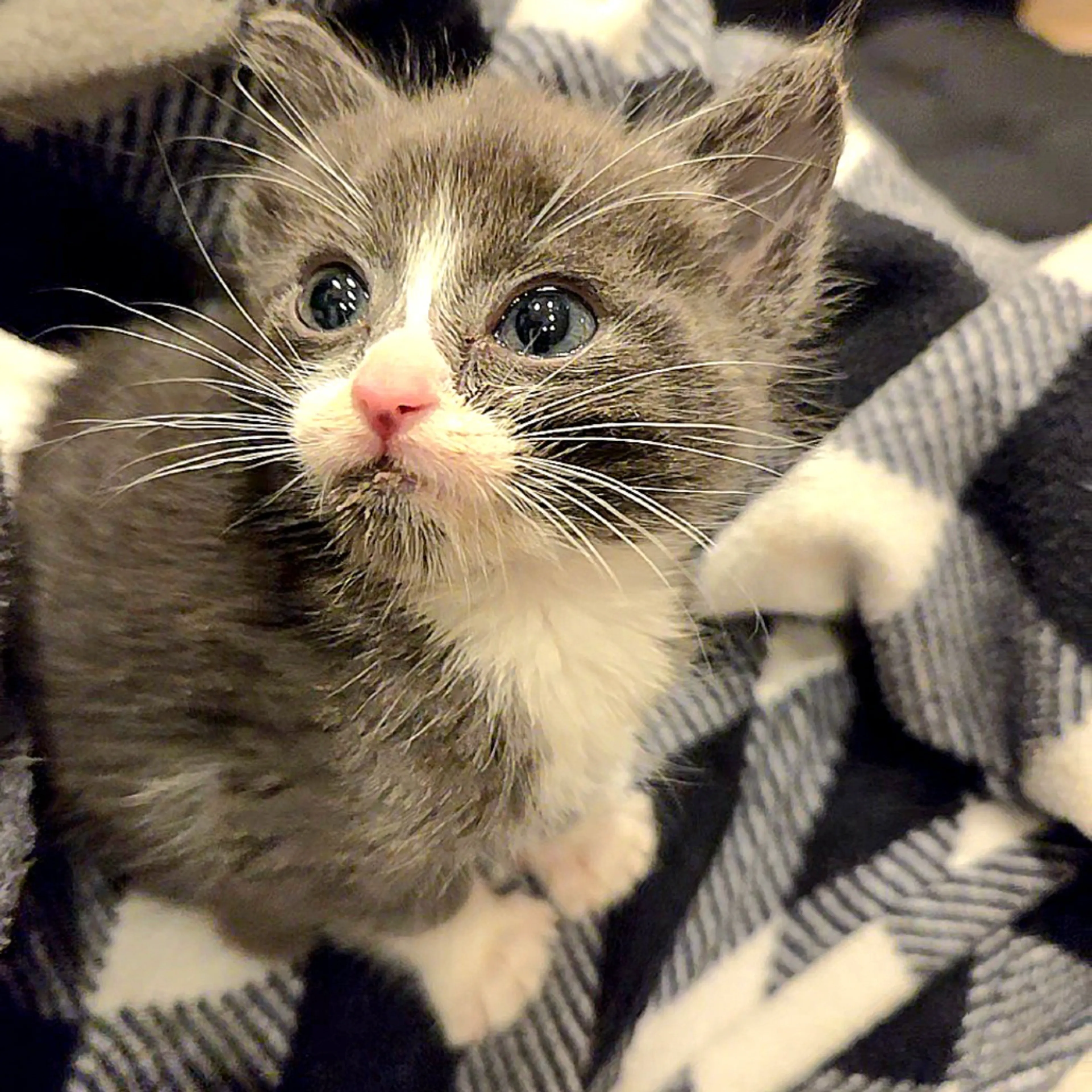 Found pet-0