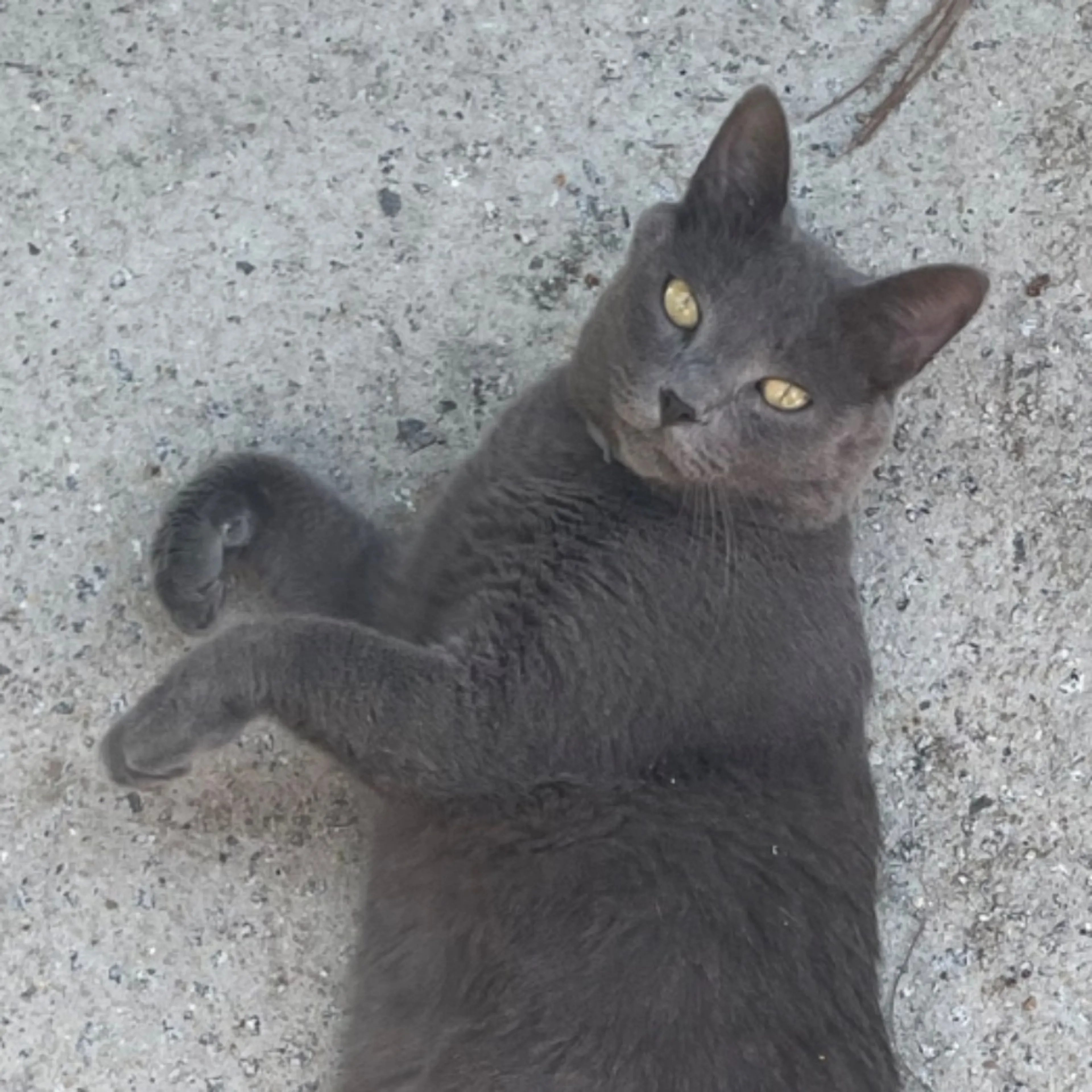 Lost pet