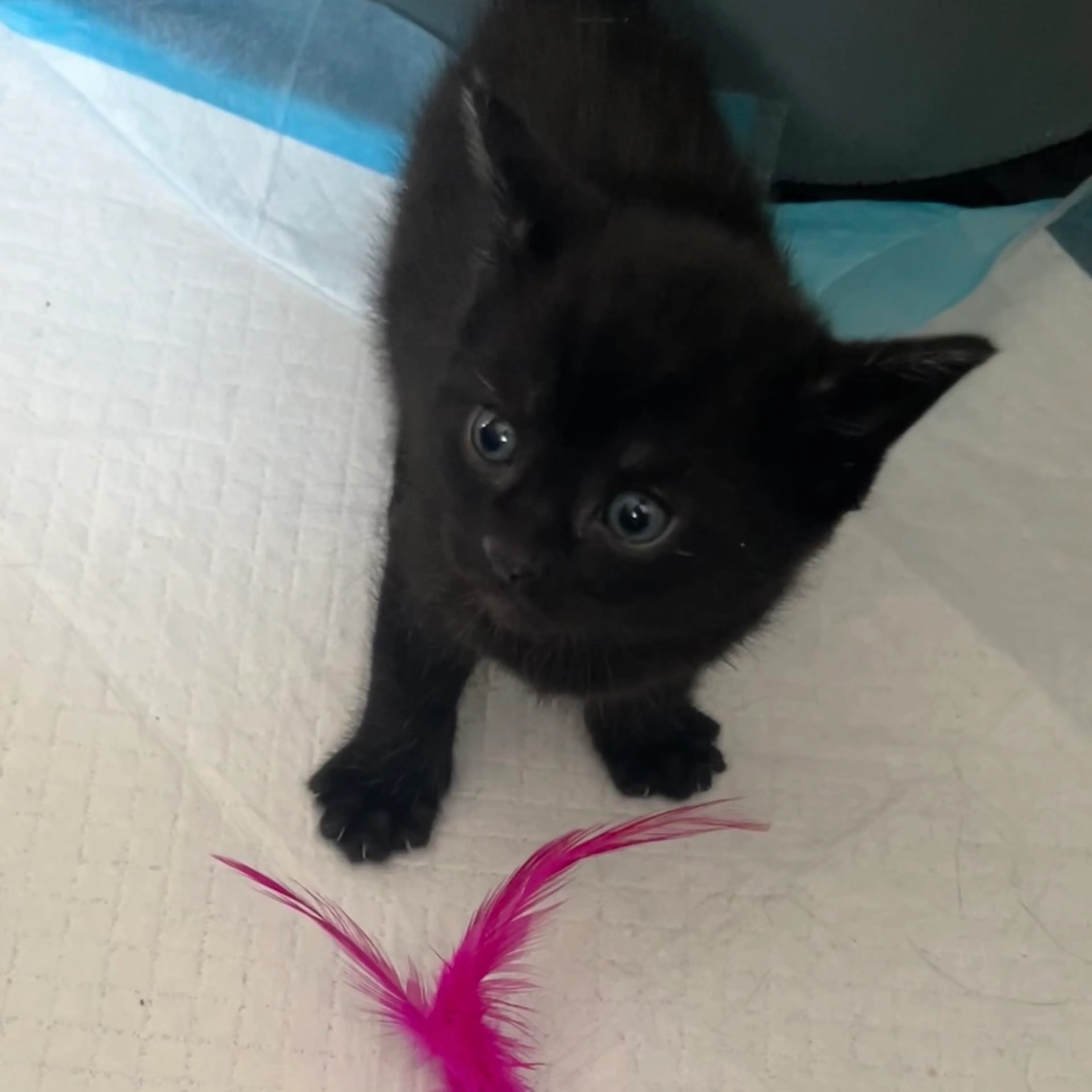Found pet