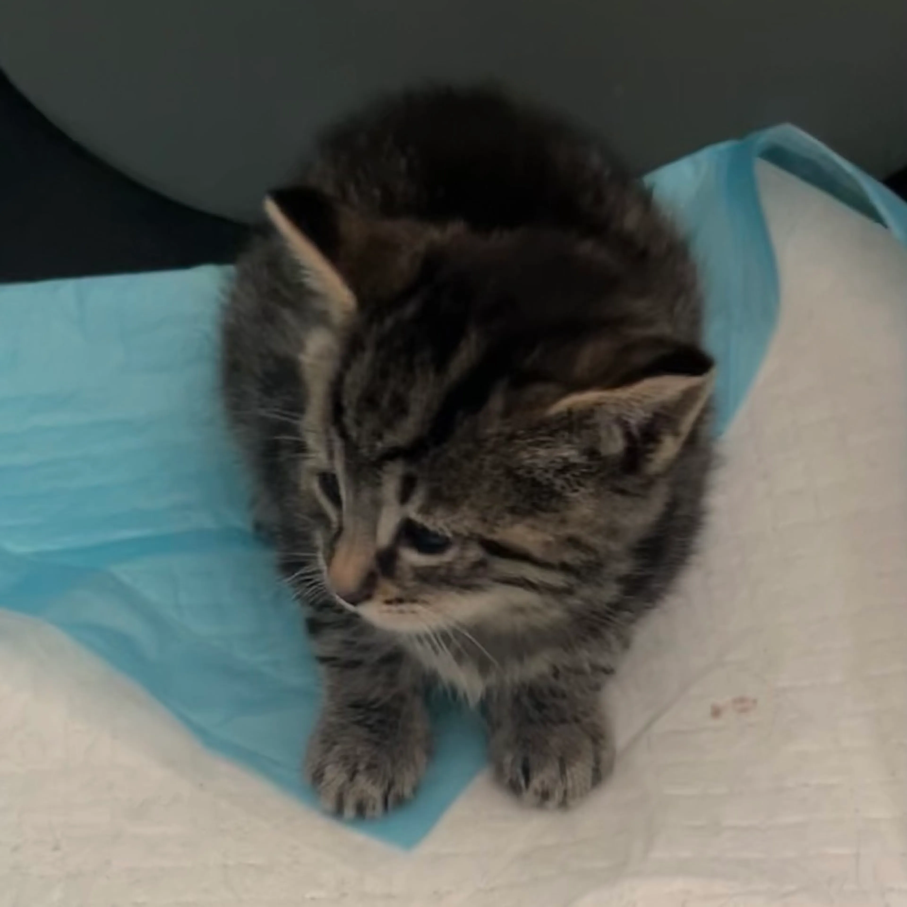 Found pet