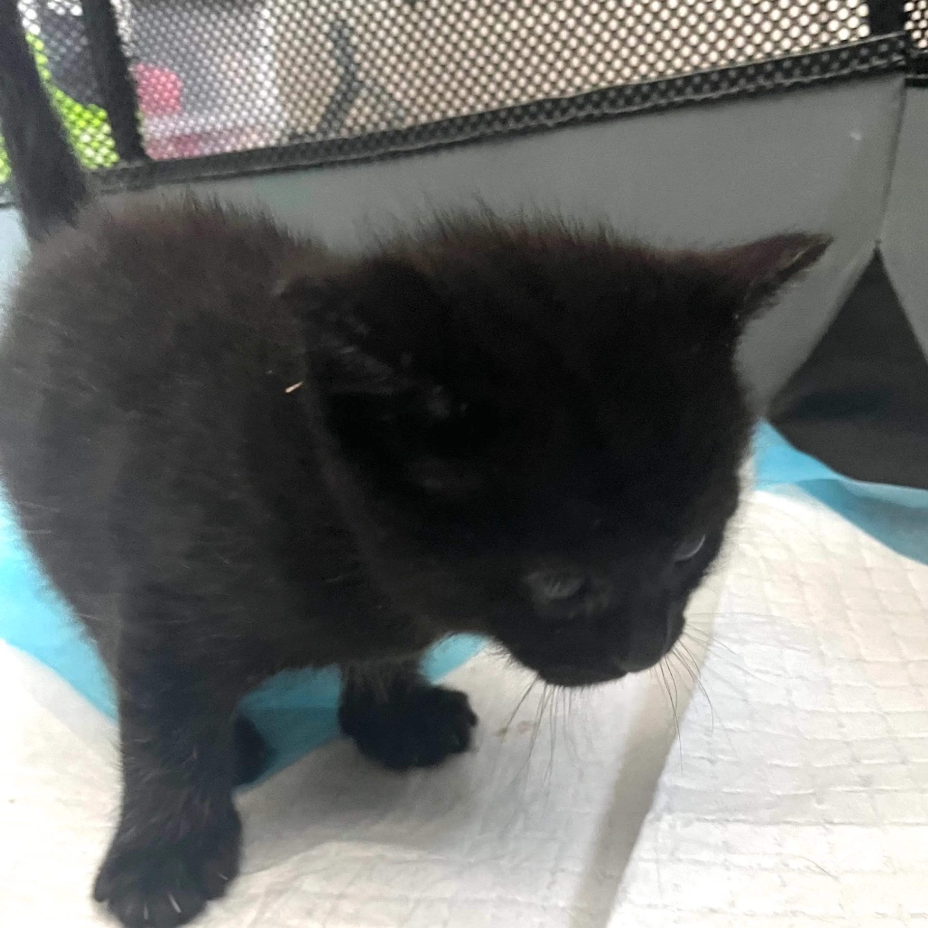 Found pet