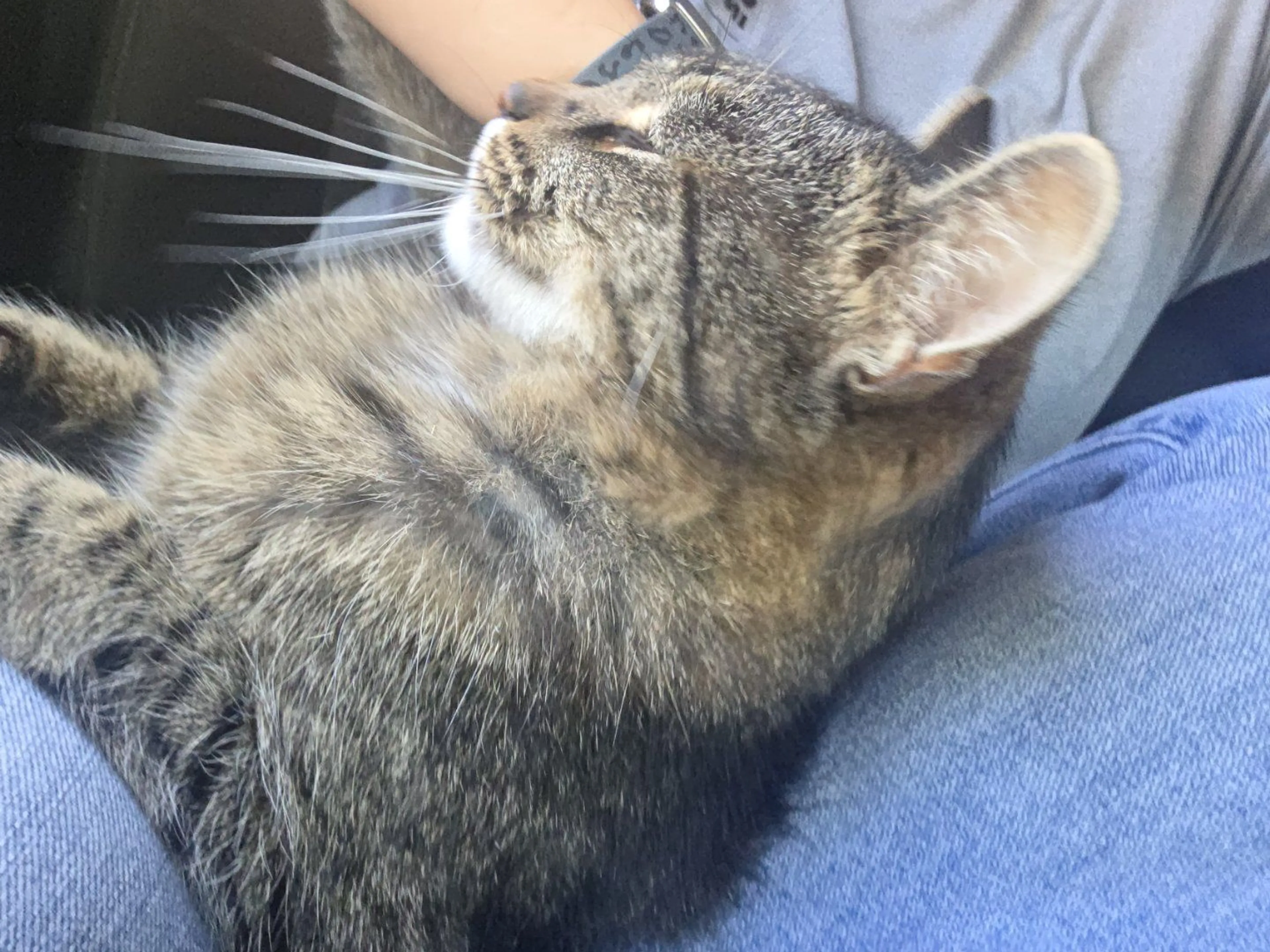 Lost pet-1