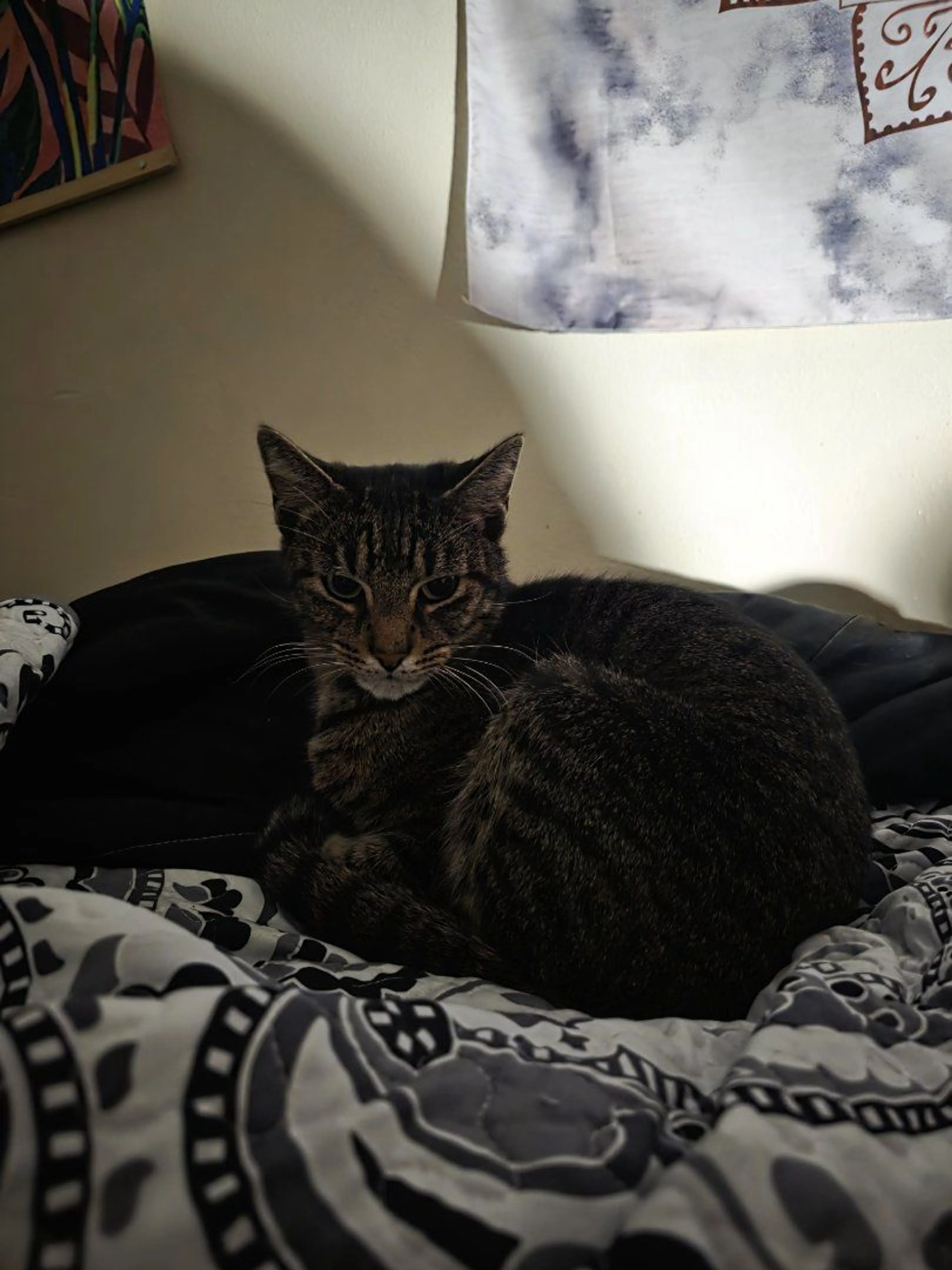 Lost pet-3